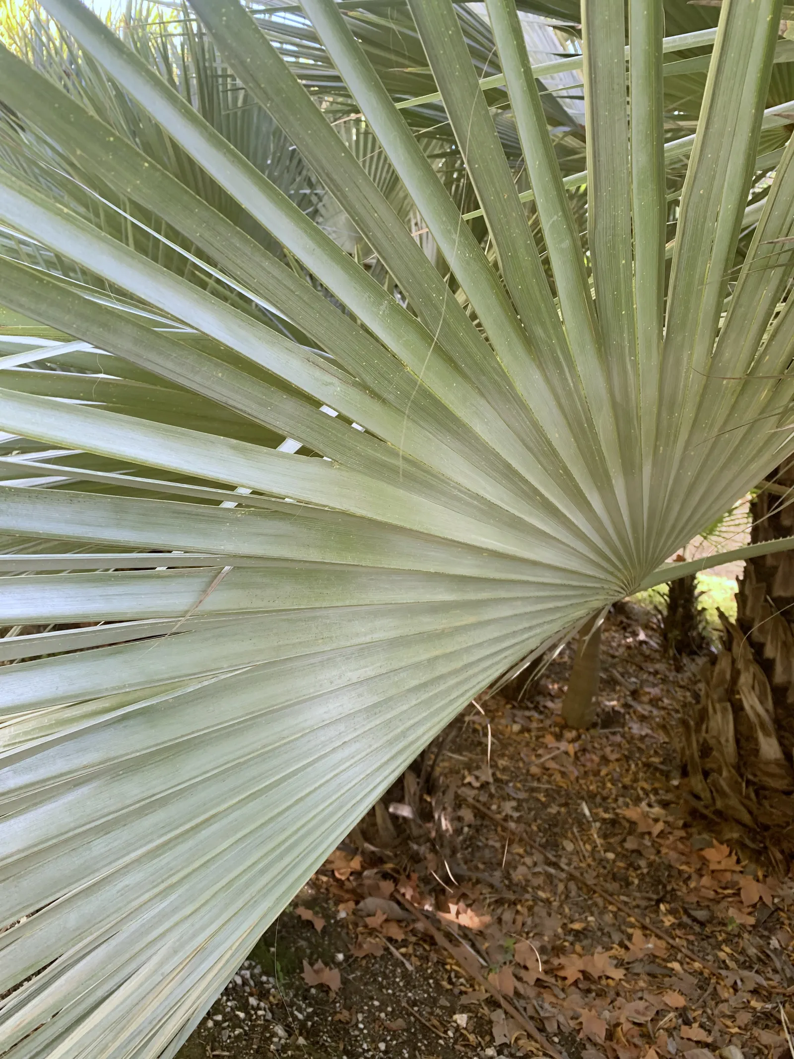 Mexican Blue Palm (Brahea Armata) — thus reducing the resource input for maintenance.<br><br>Seasonally