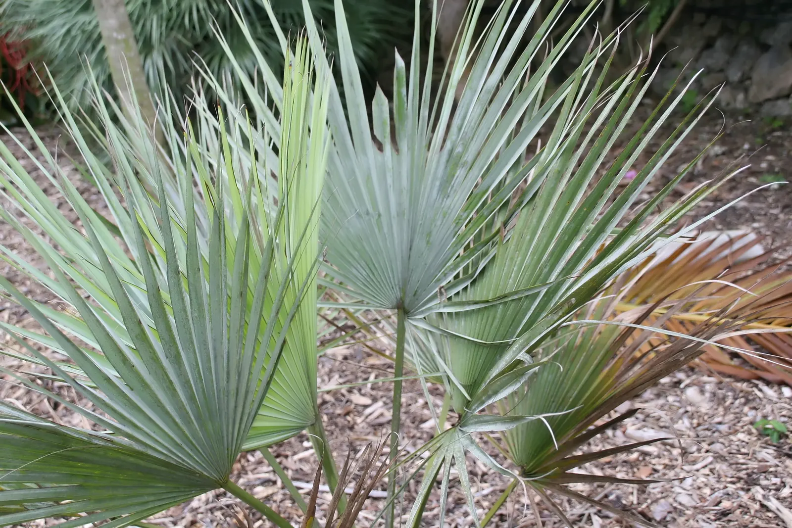 Mexican Blue Palm (Brahea Armata) — thus reducing the resource input for maintenance.<br><br>Seasonally; making it an excellent choice for, image 64