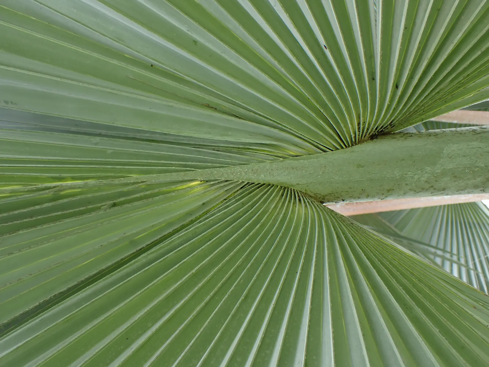 Mexican Blue Palm (Brahea Armata) — This slow-growing palm reaches heights of 15 to 20 feet, with a crown spread of 12 to 15 feet; a captivating, image 47
