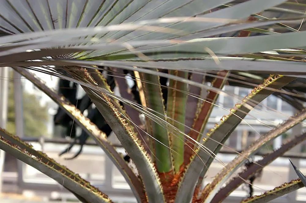 Mexican Blue Palm (Brahea Armata) — The fronds emanate from a stout; brahea armata produces creamy-white flowers that extend above the foliage in dramatic