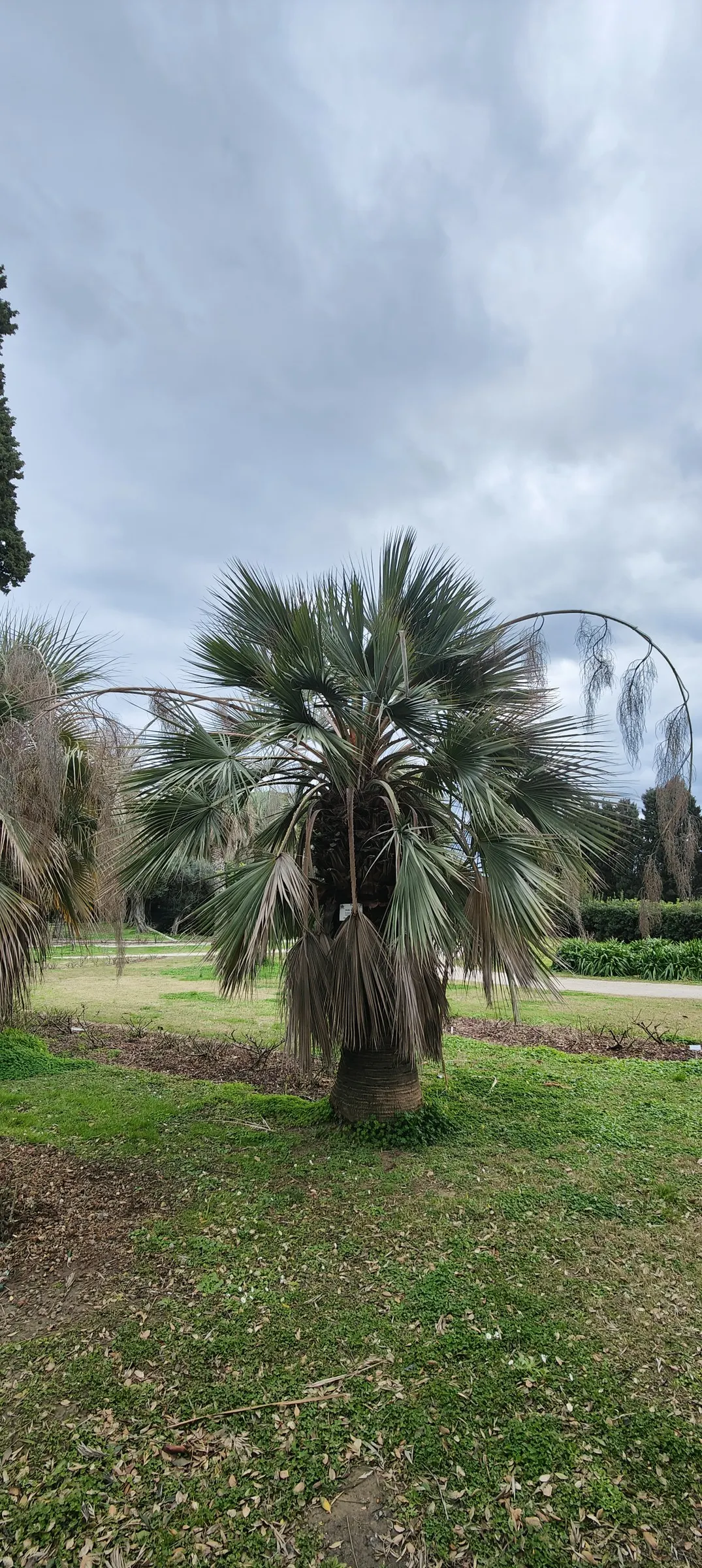 Mexican Blue Palm (Brahea Armata) — The palm prefers full sunlight and well-drained soil