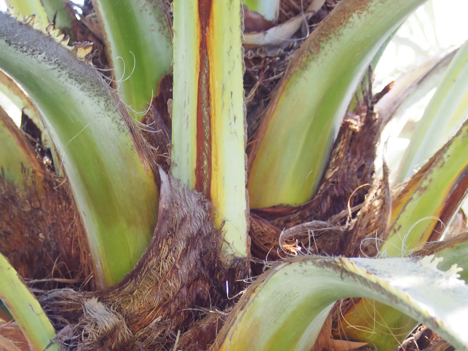Mexican Blue Palm (Brahea Armata) — which can span up to 6 feet across and create a dramatic visual effect against the landscape, image 58
