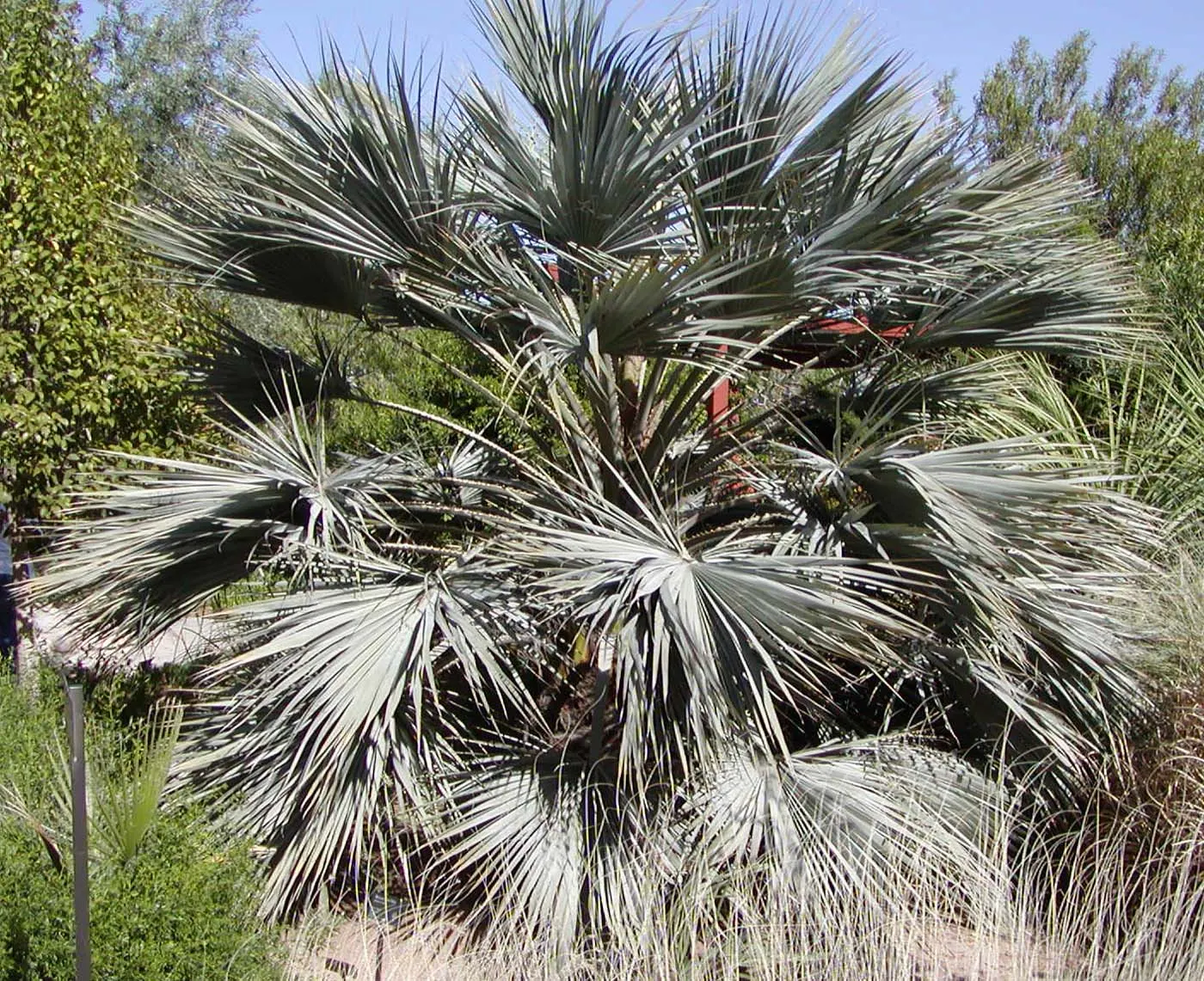 Mexican Blue Palm (Brahea Armata) — scientifically known as Brahea armata; brahea armata can reach heights of up to 40 feet when fully mature, image 51