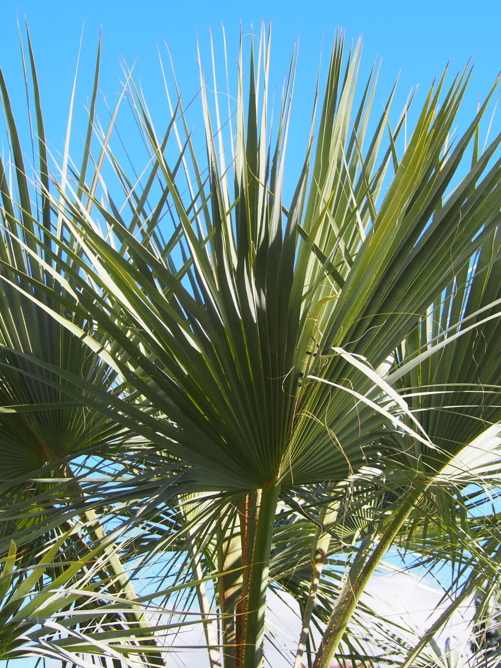 Mexican Blue Palm (Brahea Armata) — palm with white blooms; the fronds emanate from a stout