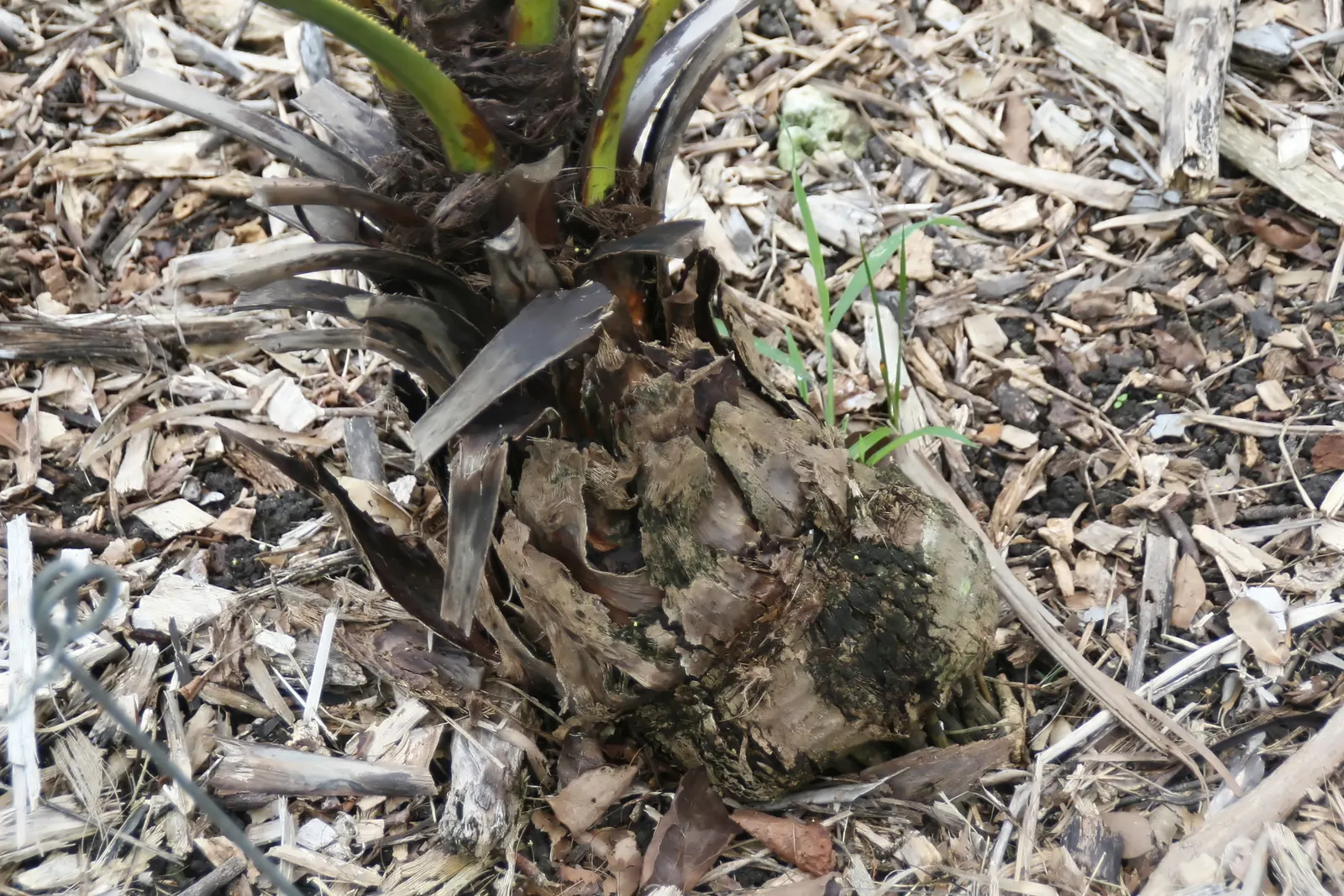 Mexican Blue Palm (Brahea Armata) — requiring minimal watering once established; this slow-growing palm reaches heights of 15 to 20 feet, with a crown spread