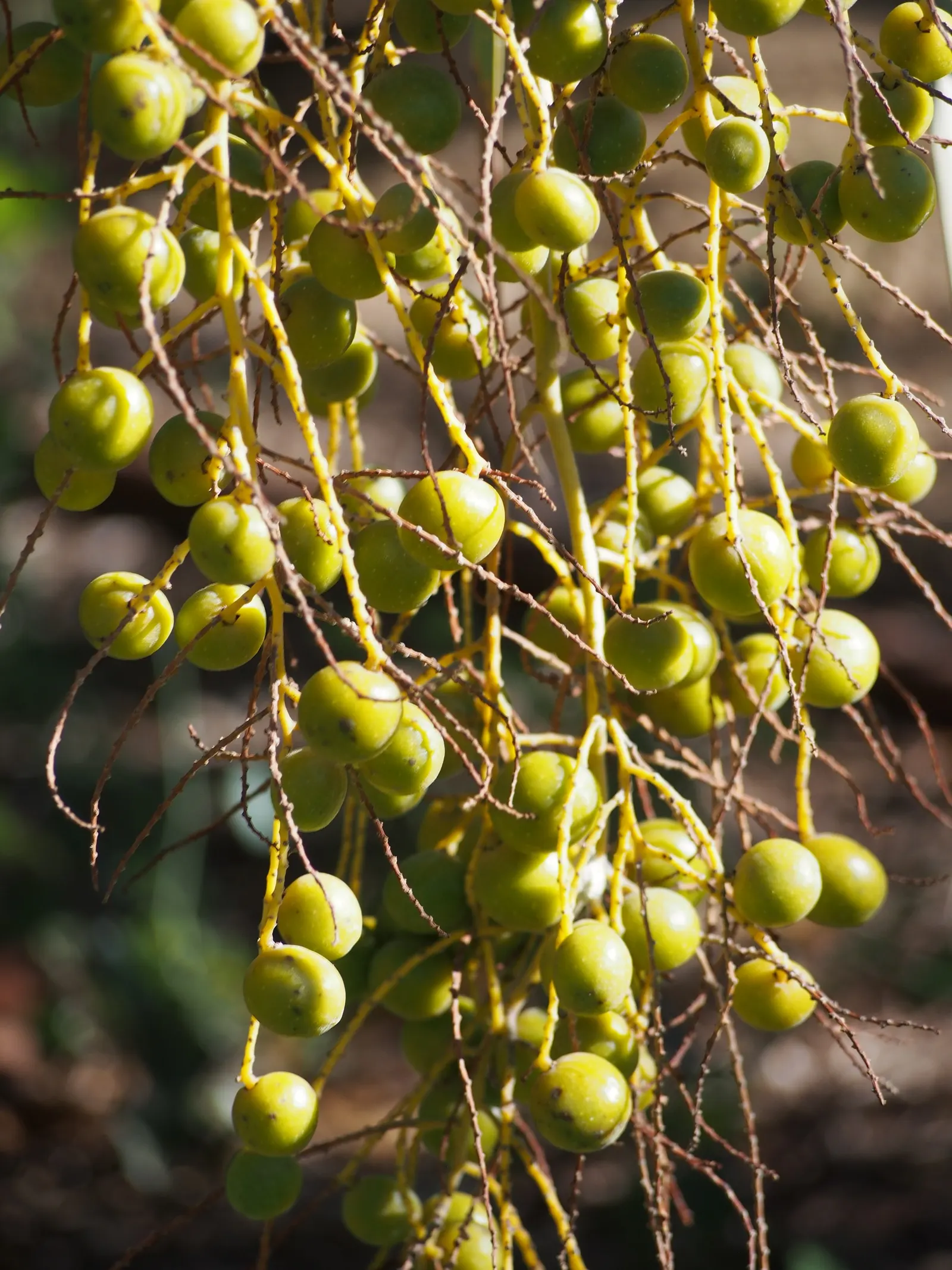 Mexican Blue Palm (Brahea Armata) — palm with white blooms