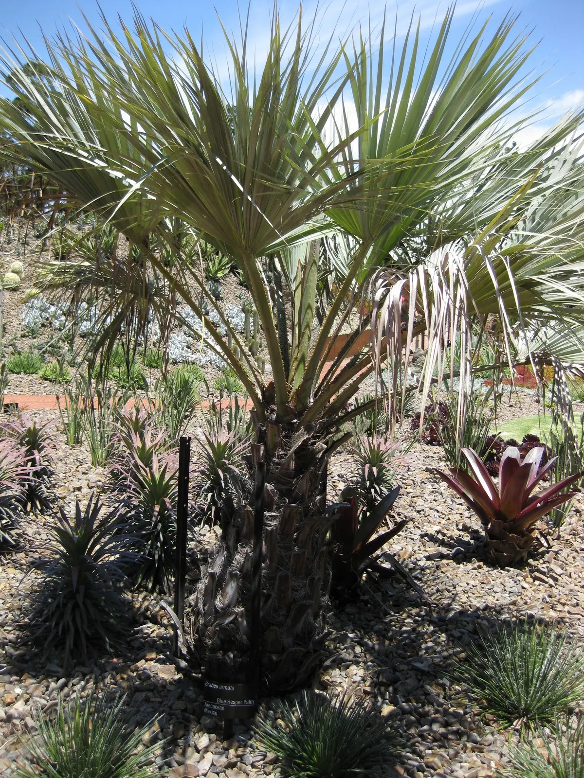 Mexican Blue Palm (Brahea Armata) — Brahea armata produces creamy-white flowers that extend above the foliage in dramatic clusters; the Mexican Blue Palm is
