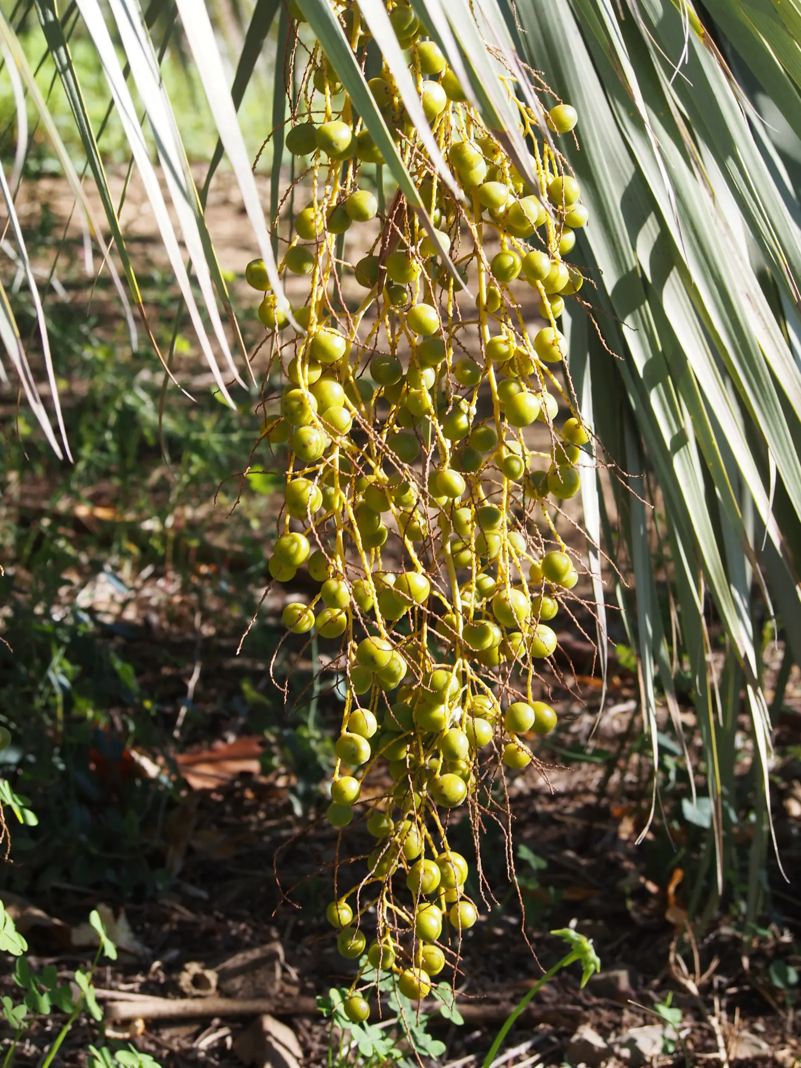 Mexican Blue Palm (Brahea Armata) — Hardy to 15&deg;F, it requires full sun and well-drained soil; the palm's most distinctive feature is its, image 48