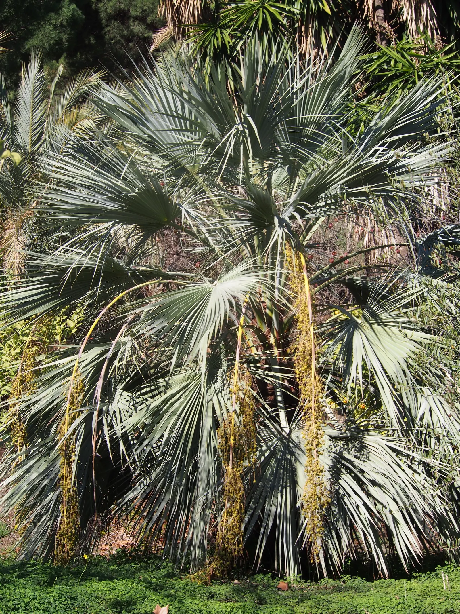 Mexican Blue Palm (Brahea Armata) — A captivating focal point, its bold texture is both architecturally and aesthetically pleasing