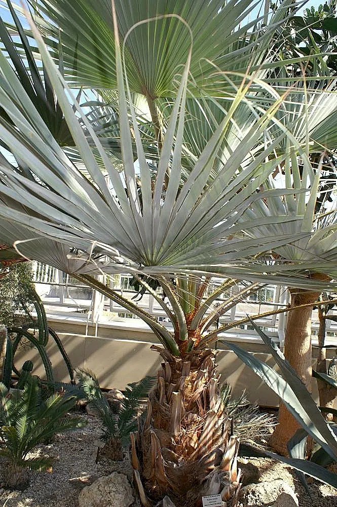 Mexican Blue Palm (Brahea Armata) — Minimal water needs make it an ideal choice for drought-tolerant gardens