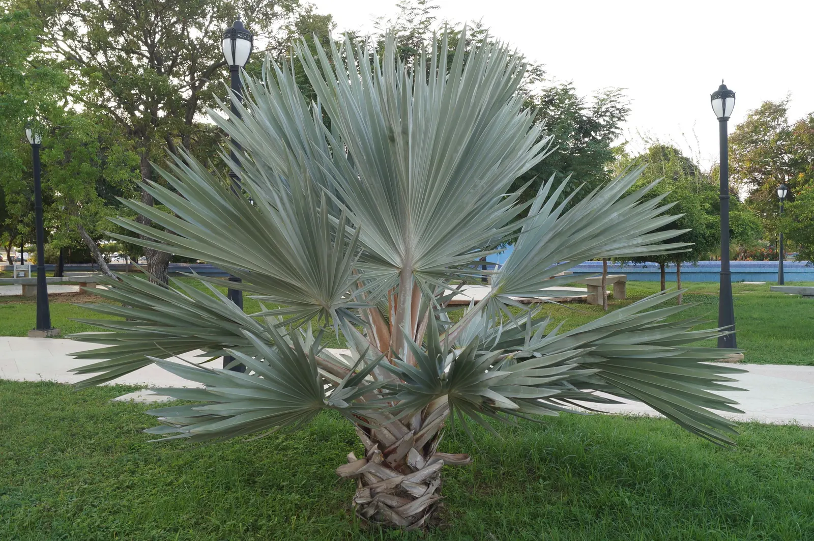 Mexican Blue Palm (Brahea Armata) — the Mexican Blue Palm is known for its hardiness; with a crown spread of 15 to 20 feet