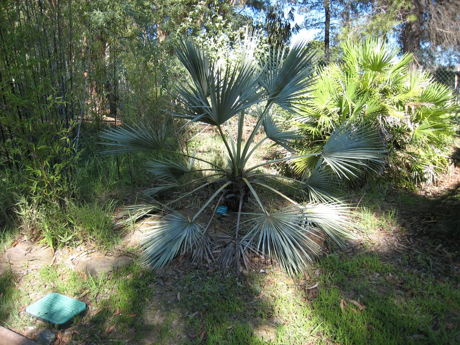 Mexican Blue Palm (Brahea Armata) — Hardy to 15&deg;F, it requires full sun and well-drained soil