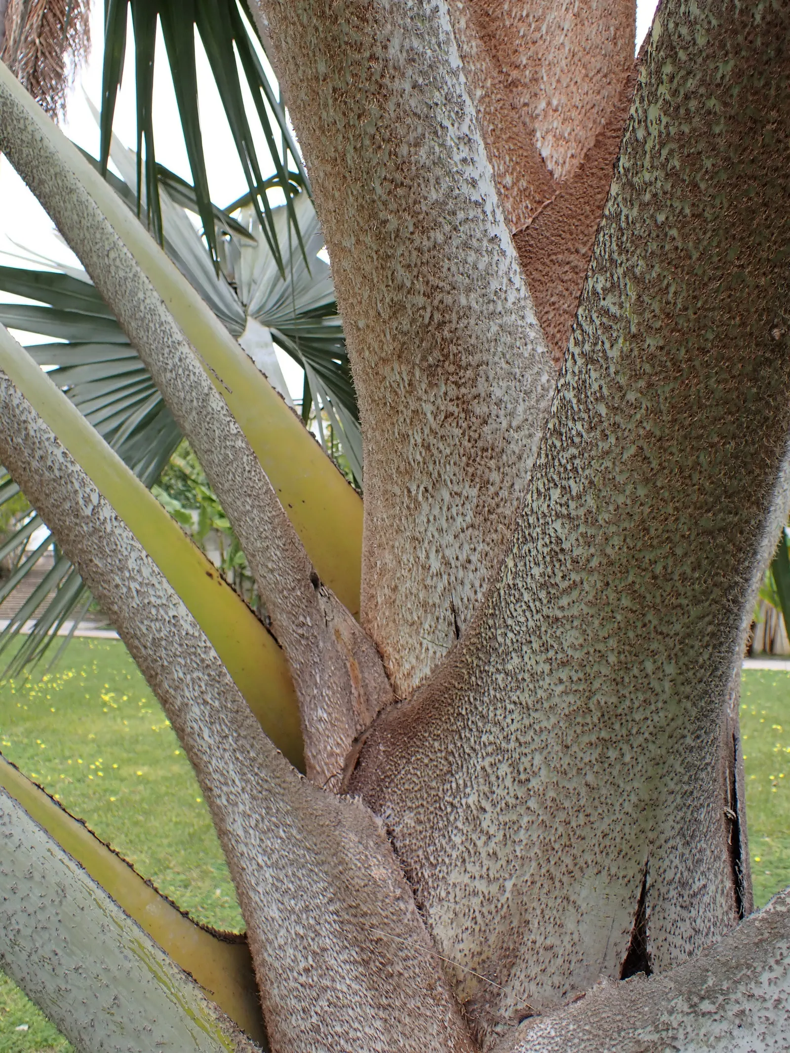 Mexican Blue Palm (Brahea Armata) — This palm hails from the deserts of Baja California and is well-suited to dry; palm for full