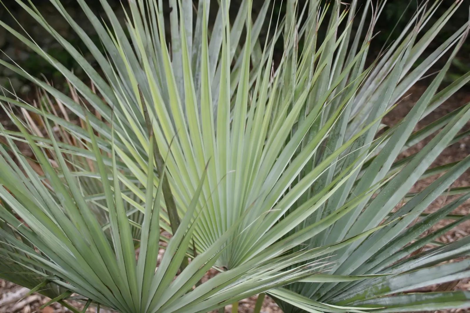 Mexican Blue Palm (Brahea Armata) — This palm hails from the deserts of Baja California and is well-suited to dry; palm for full, image 53