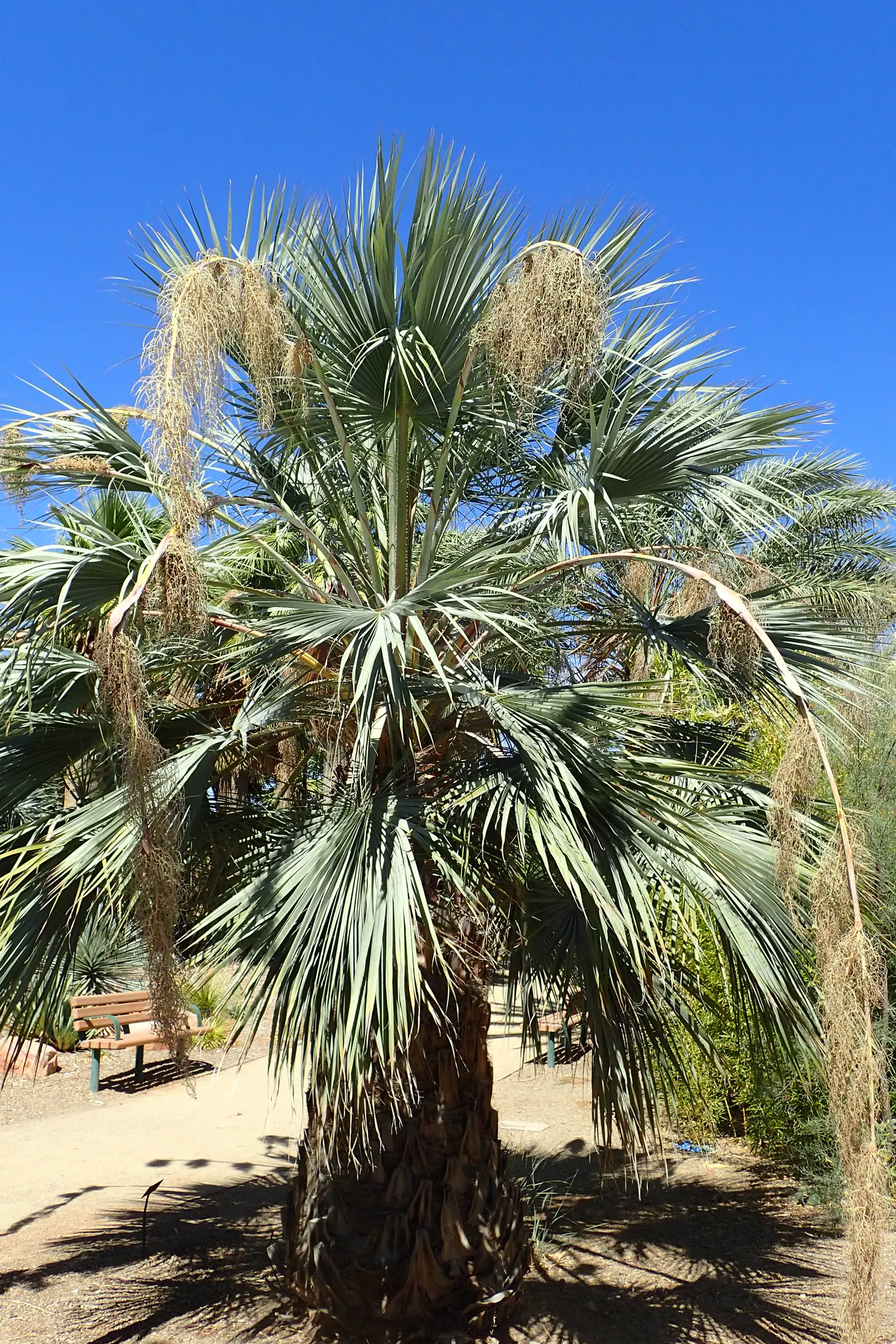 Mexican Blue Palm (Brahea Armata) — white flowers in the garden