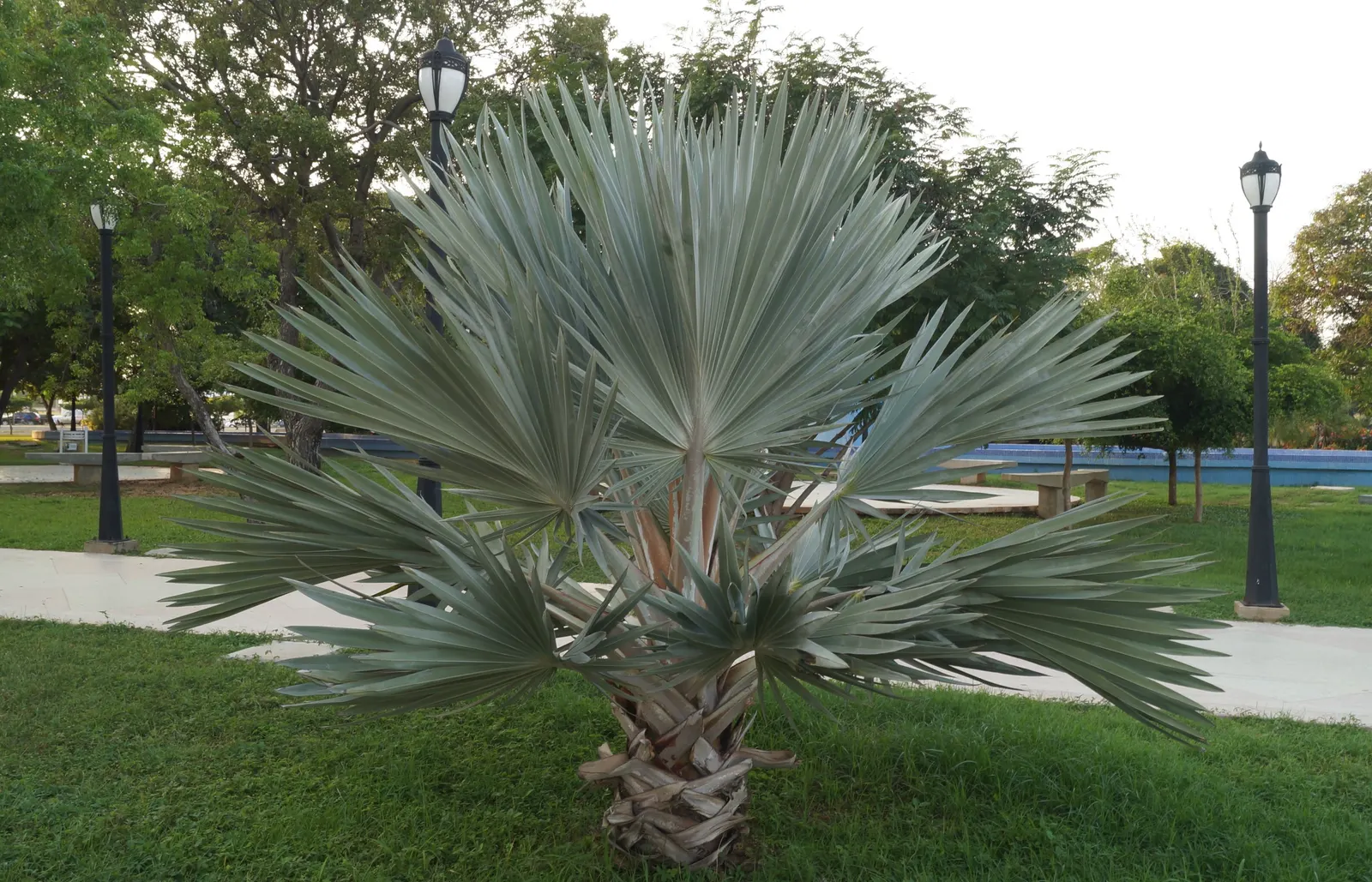 Mexican Blue Palm (Brahea Armata) — A captivating focal point, its bold texture is both architecturally and aesthetically pleasing; hardy to, image 50