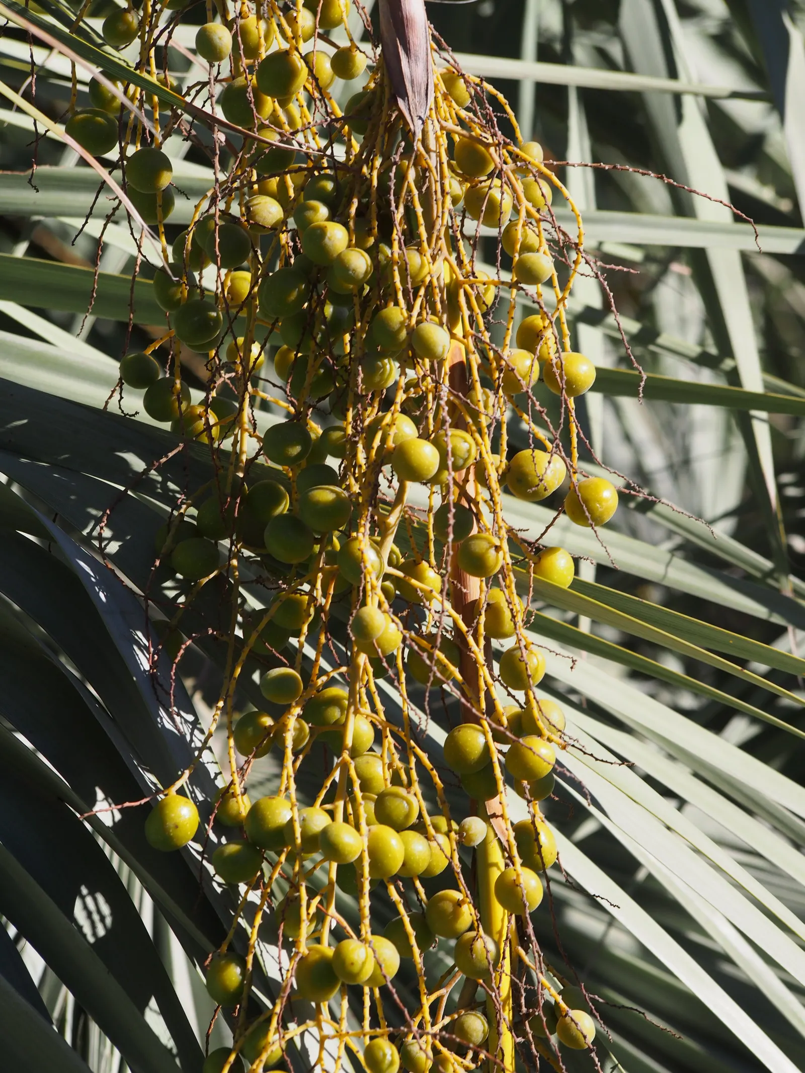 Mexican Blue Palm (Brahea Armata) — scientifically known as Brahea armata; brahea armata can reach heights of up to 40 feet when fully mature