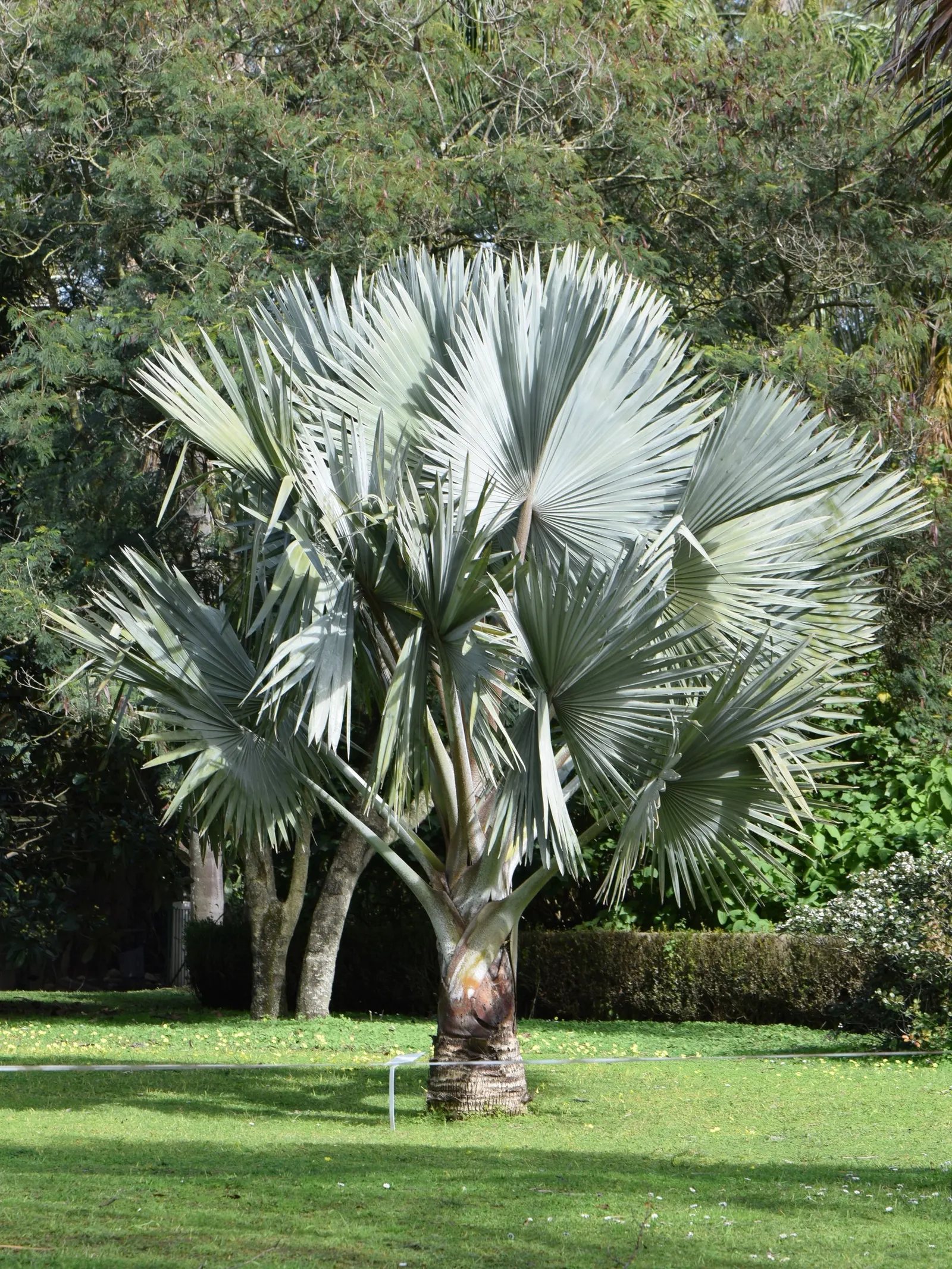 Mexican Blue Palm (Brahea Armata) — A captivating focal point, its bold texture is both architecturally and aesthetically pleasing; hardy to 15&deg;F, it