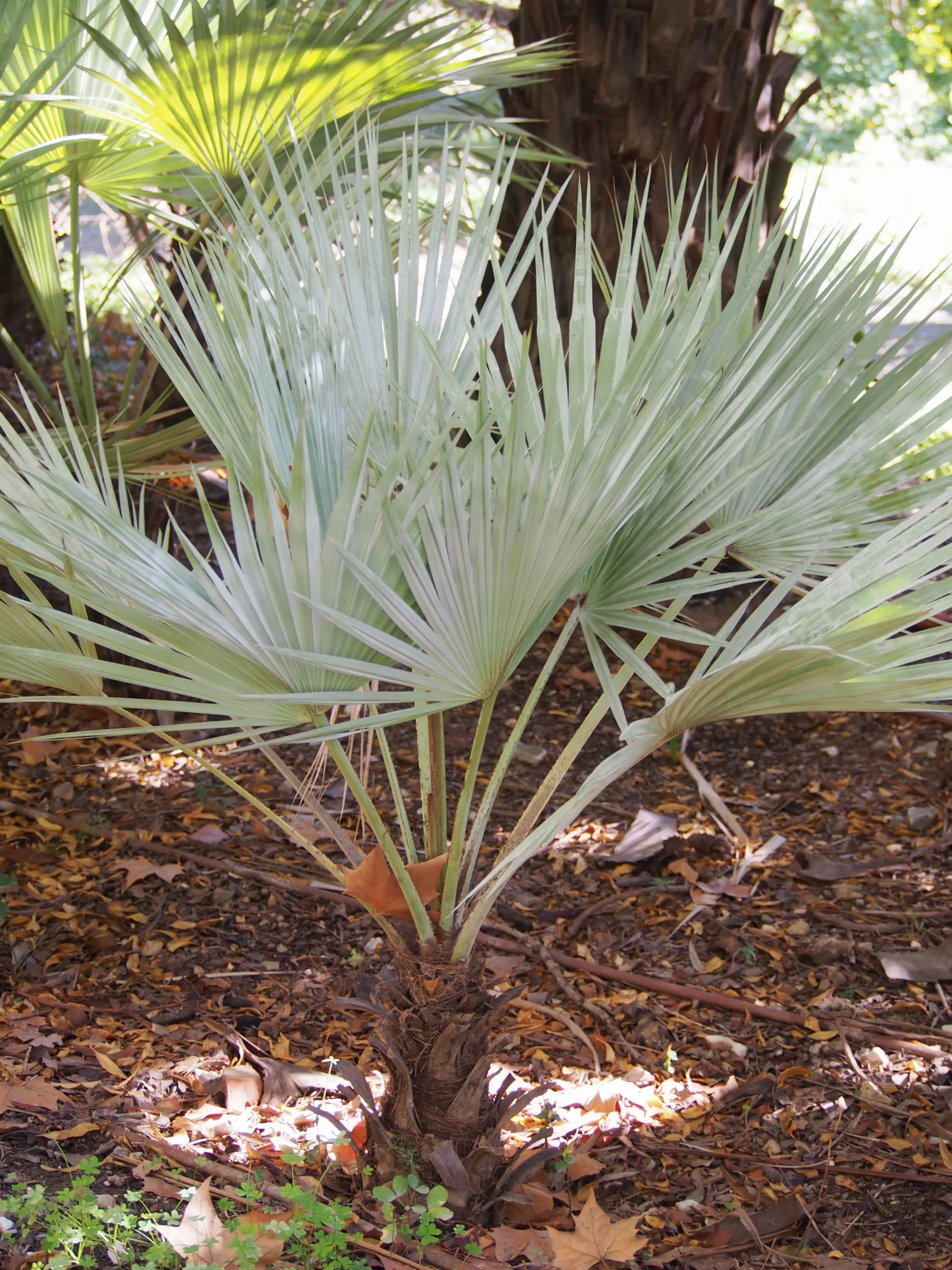 Mexican Blue Palm (Brahea Armata) — is a striking and robust species that adds an exotic touch to any landscape
