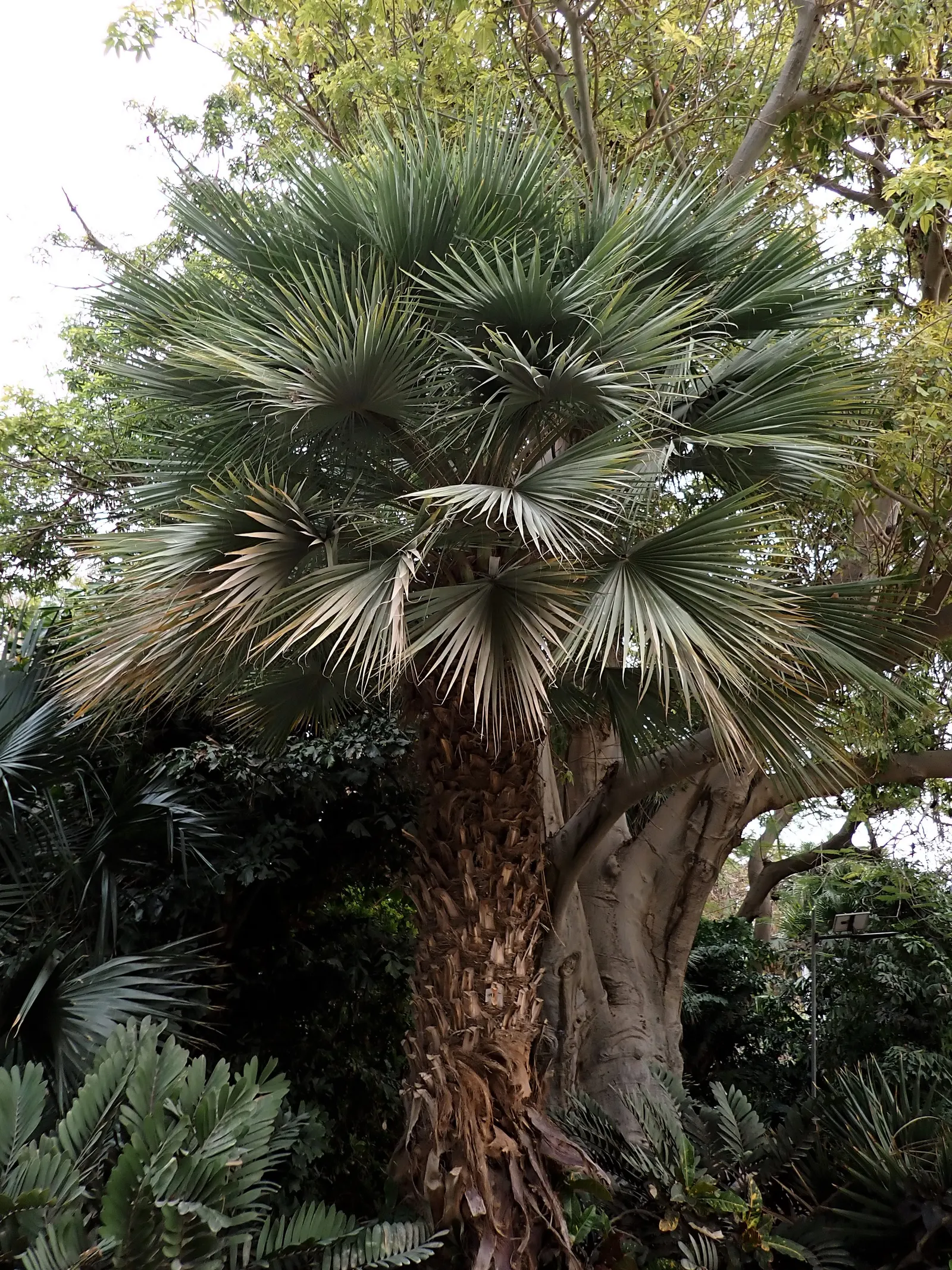 Mexican Blue Palm (Brahea Armata) — thus reducing the resource input for maintenance.<br><br>Seasonally; making it an excellent choice for water-wise