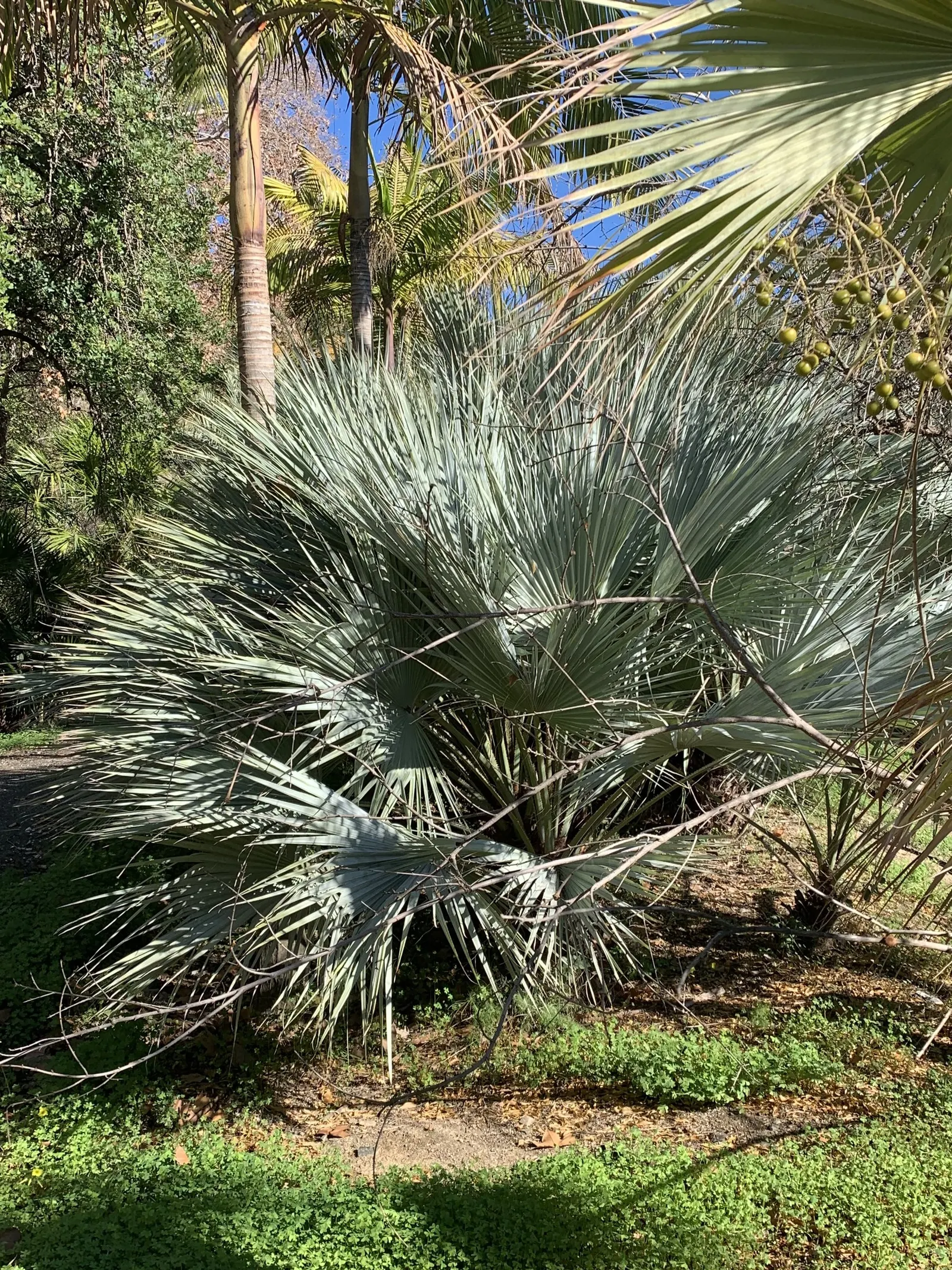 Mexican Blue Palm (Brahea Armata) — The palm prefers full sunlight and well-drained soil; requiring minimal watering once established
