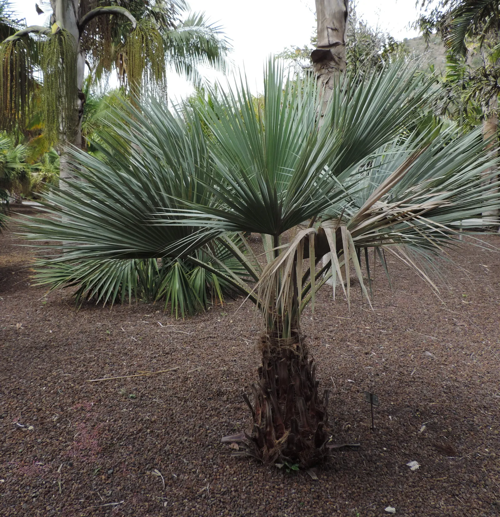 Mexican Blue Palm (Brahea Armata) — is a striking and robust species that adds an exotic touch to any landscape; the palm prefers full sunlight and