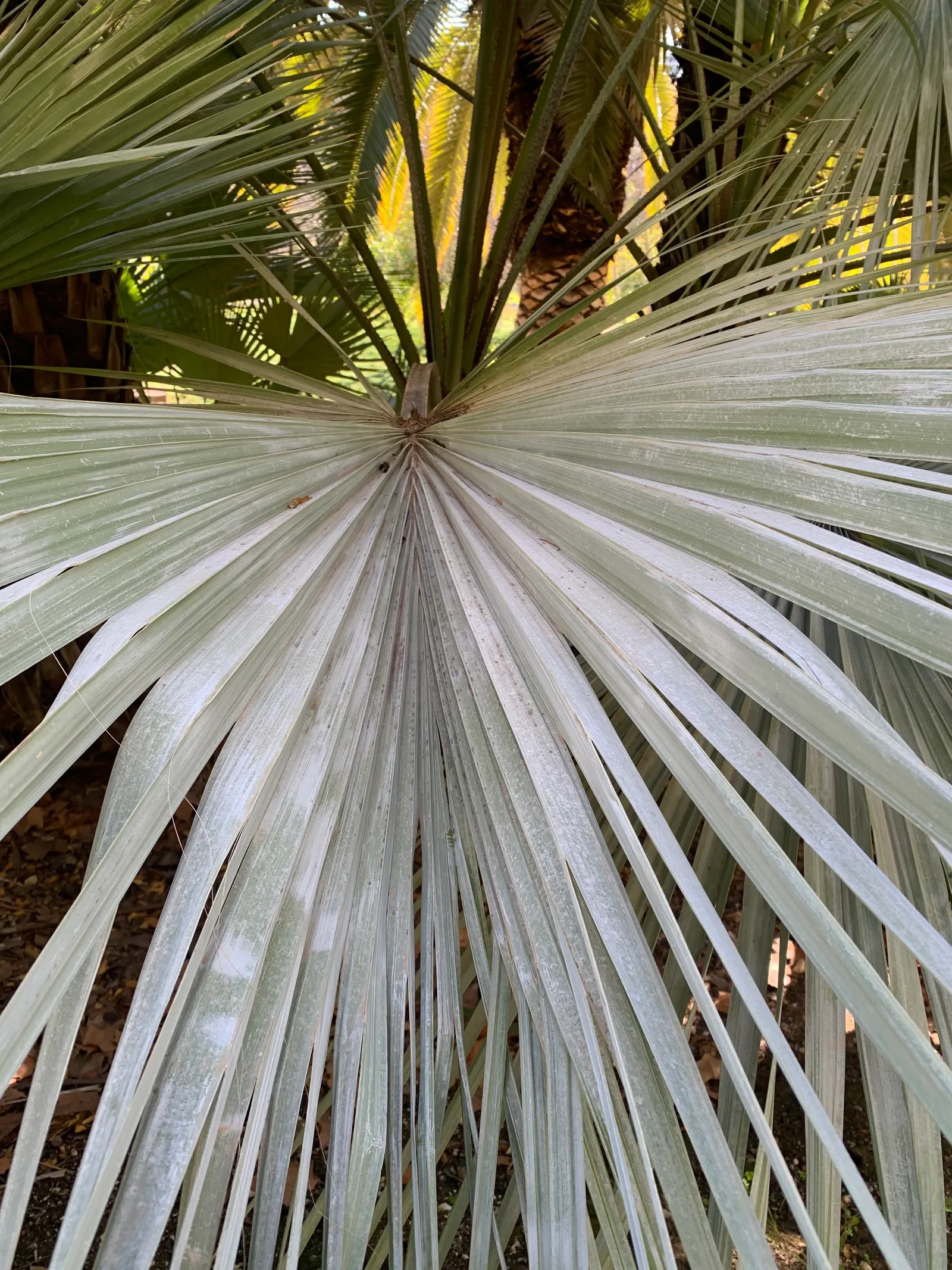 Mexican Blue Palm (Brahea Armata) — requiring minimal watering once established; this slow-growing palm reaches heights of 15 to 20 feet, with a, image 63