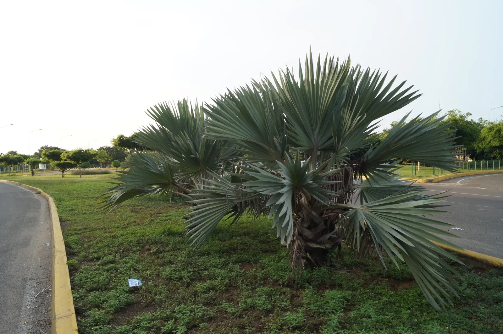 Mexican Blue Palm (Brahea Armata) — This slow-growing palm reaches heights of 15 to 20 feet, with a crown spread of 12 to 15 feet; a captivating focal point