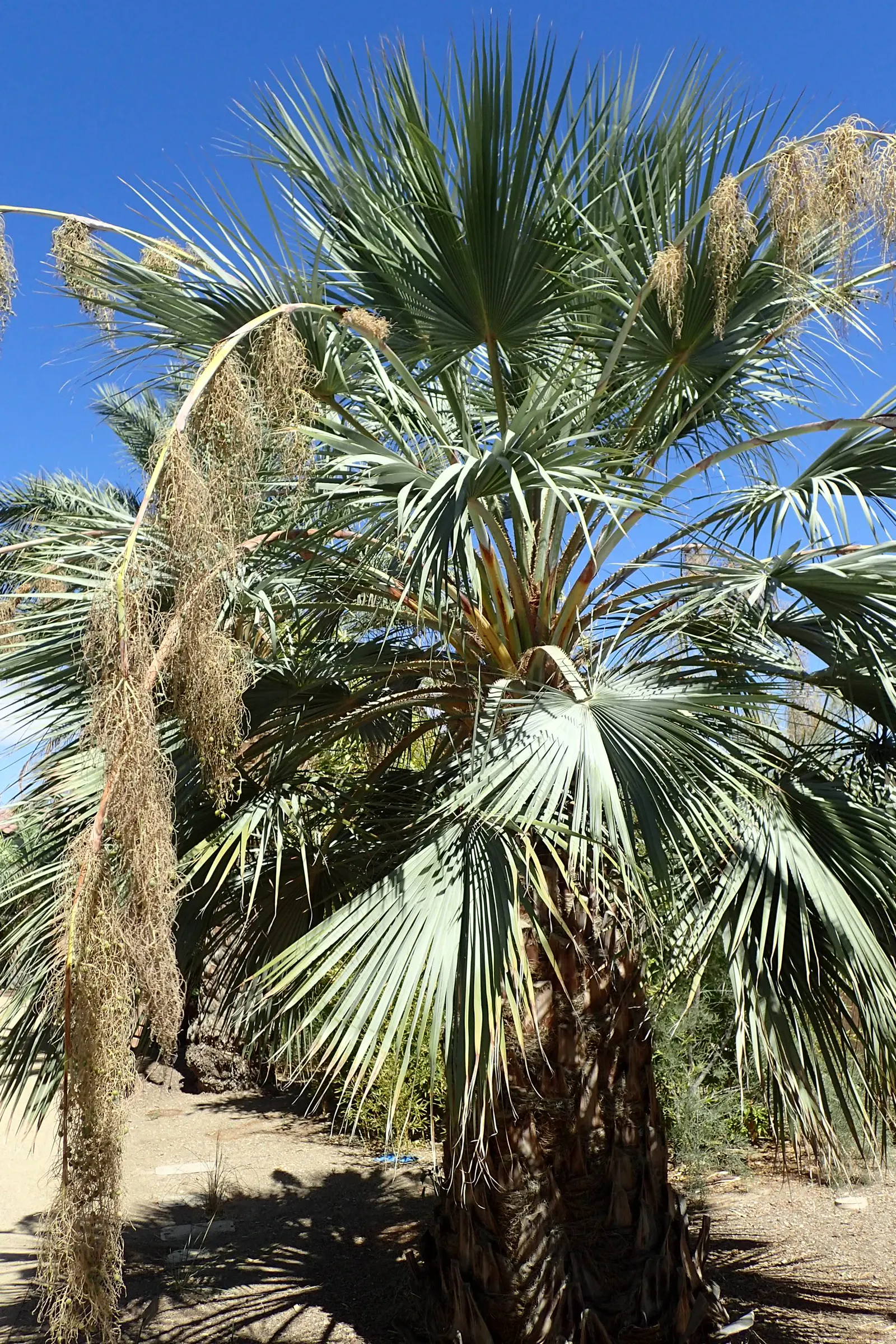 Mexican Blue Palm (Brahea Armata) — palm for full; further adding to its allure