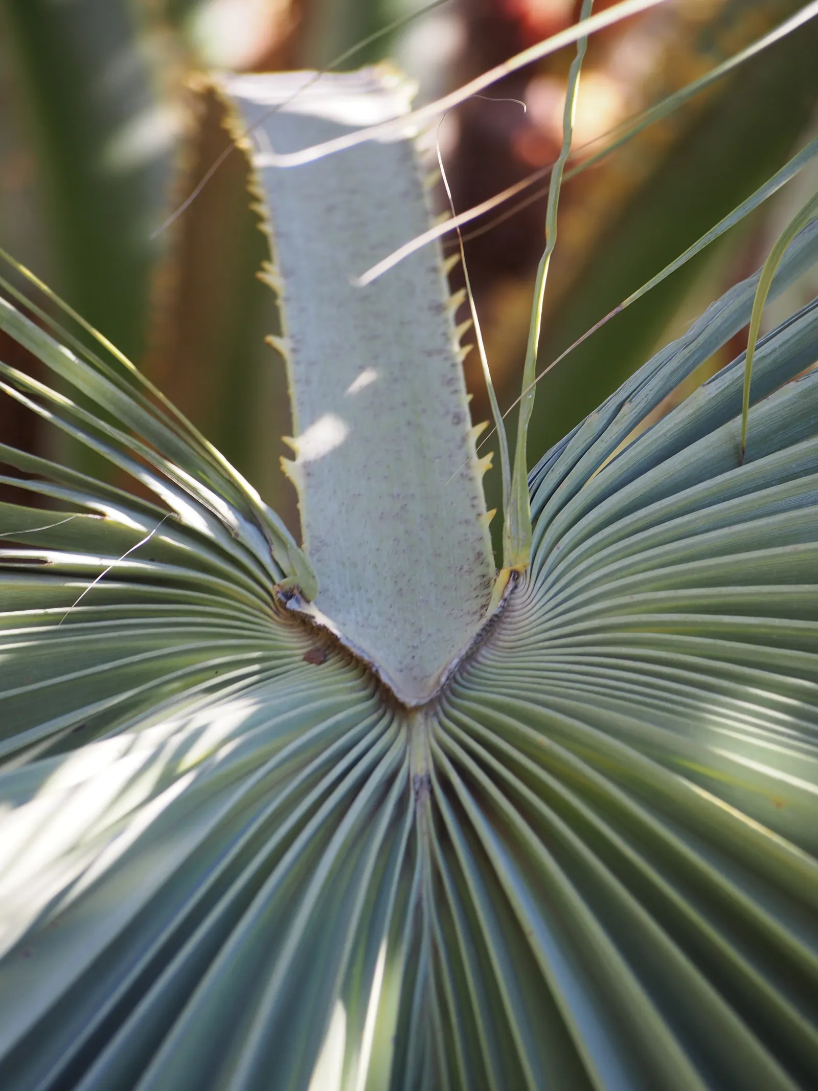 Mexican Blue Palm (Brahea Armata) — making it an excellent choice for water-wise gardens.<br><br>Growing at a moderate rate; this palm hails from, image 54