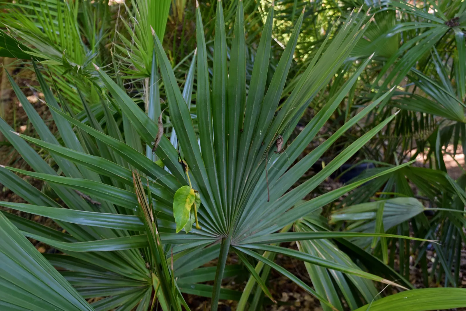 Mexican Blue Palm (Brahea Armata) — the Mexican Blue Palm is known for its hardiness