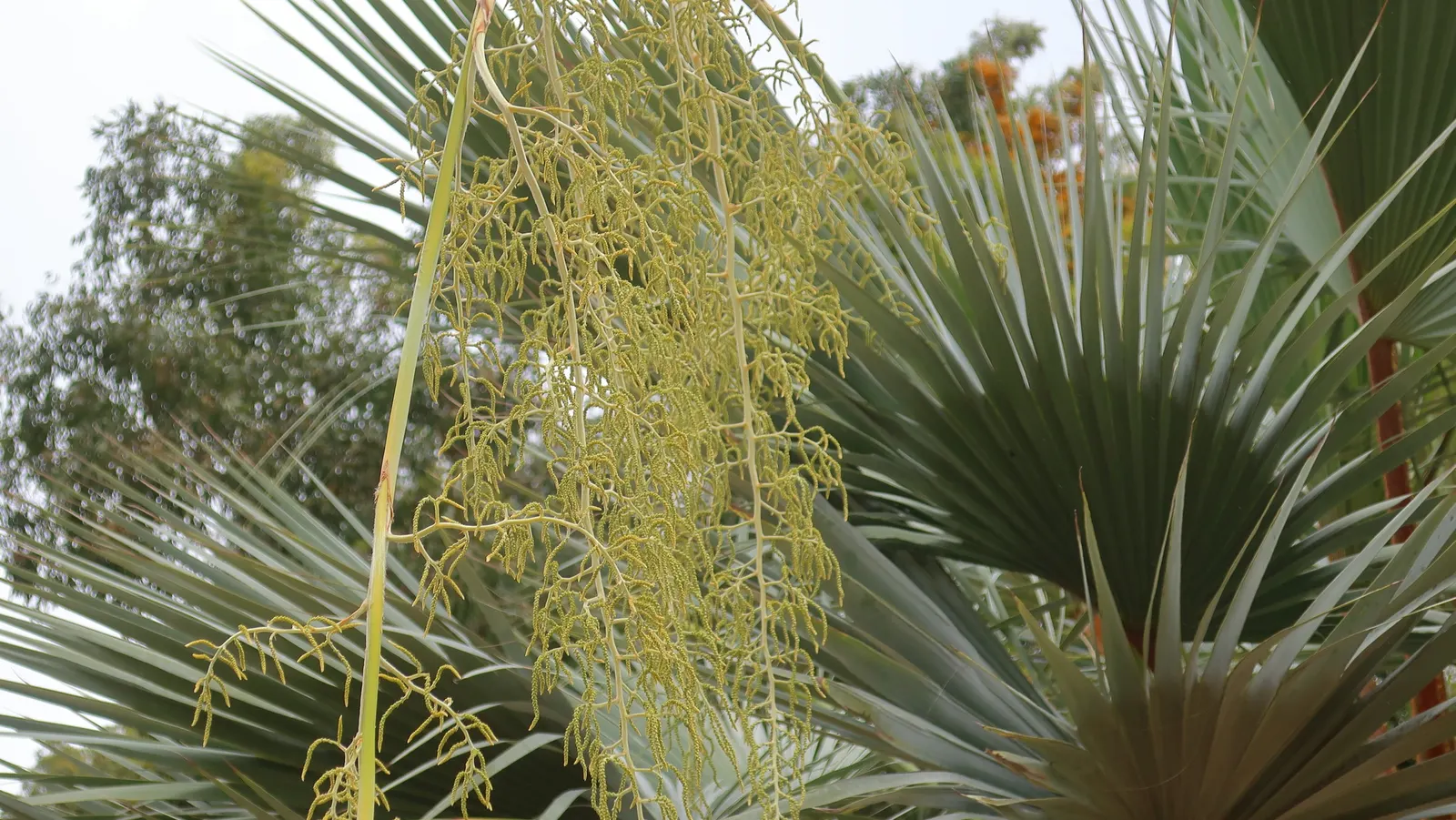 Mexican Blue Palm (Brahea Armata) — further adding to its allure