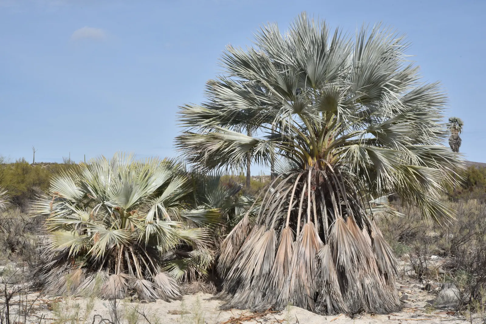 Mexican Blue Palm (Brahea Armata) — which can span up to 6 feet across and create a dramatic visual effect against the landscape, image 35