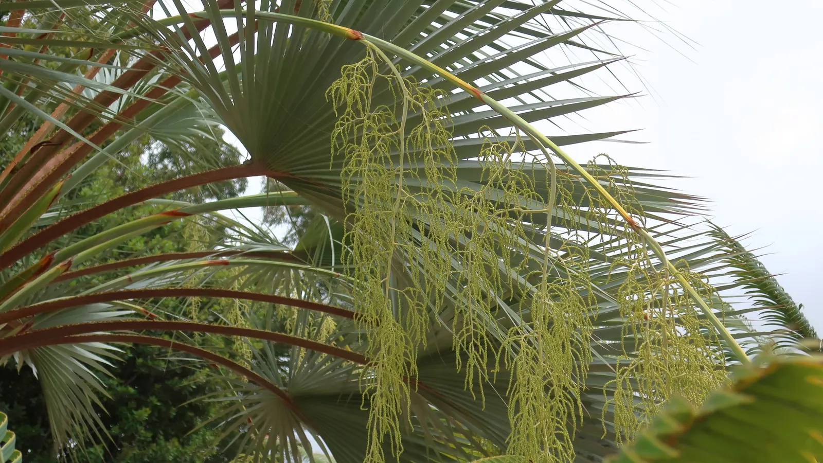 Mexican Blue Palm (Brahea Armata) — The palm's most distinctive feature is its silvery-blue