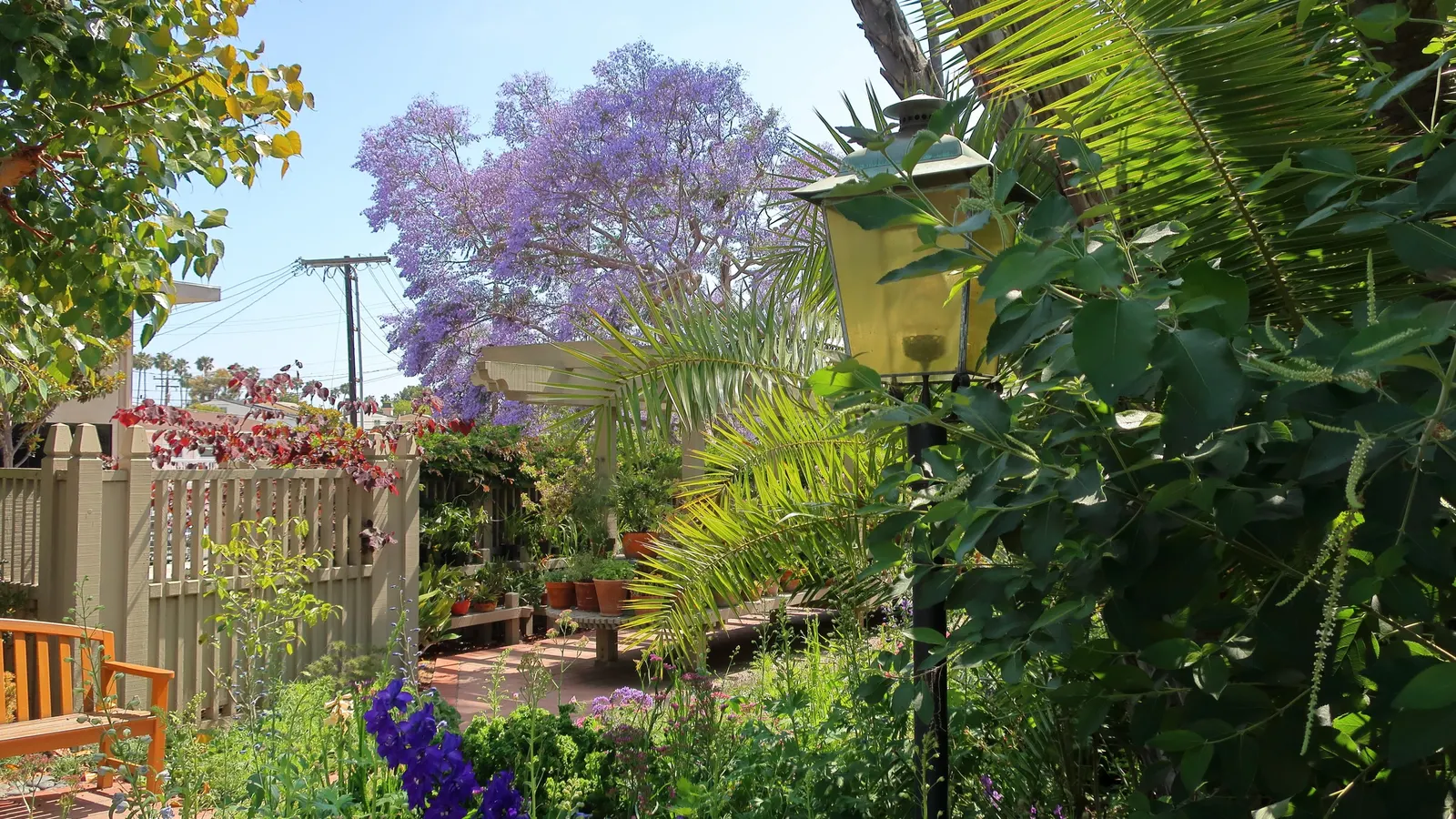 Mexican Blue Palm (Brahea Armata) — palm for full