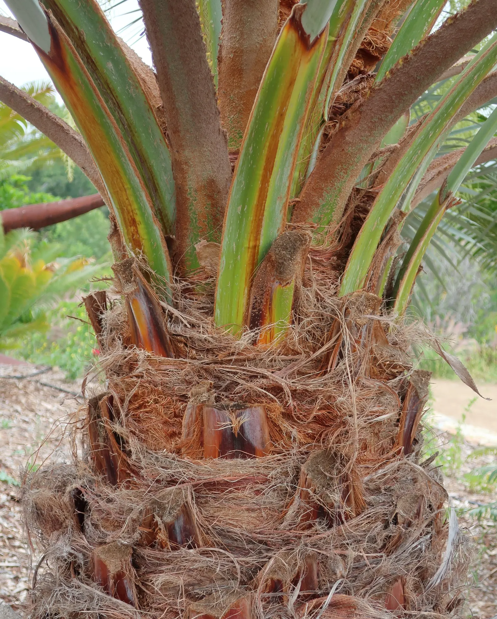 Mexican Blue Palm (Brahea Armata) — making it an excellent choice for water-wise gardens.<br><br>Growing at a moderate rate