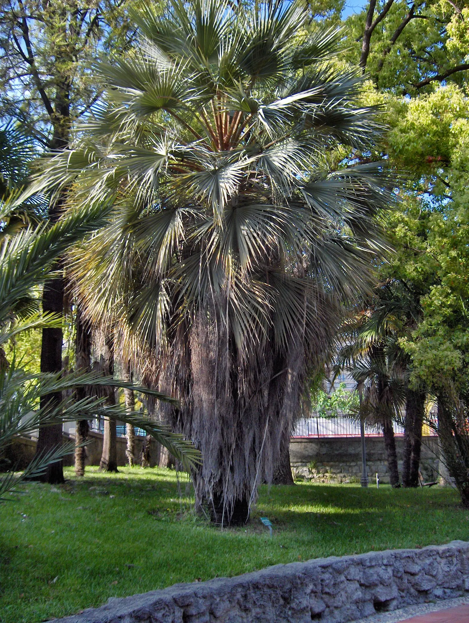 Mexican Blue Palm (Brahea Armata) — scientifically known as Brahea armata