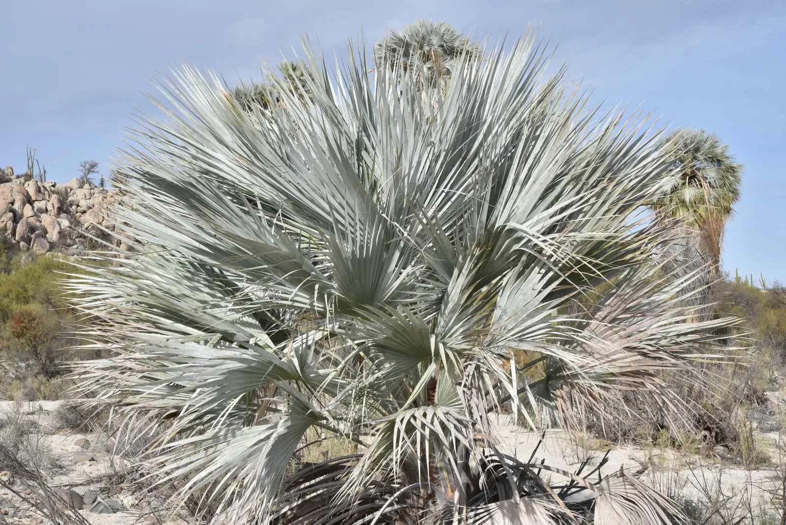 Mexican Blue Palm (Brahea Armata) — The palm prefers full sunlight and well-drained soil; requiring minimal watering once established, image 62