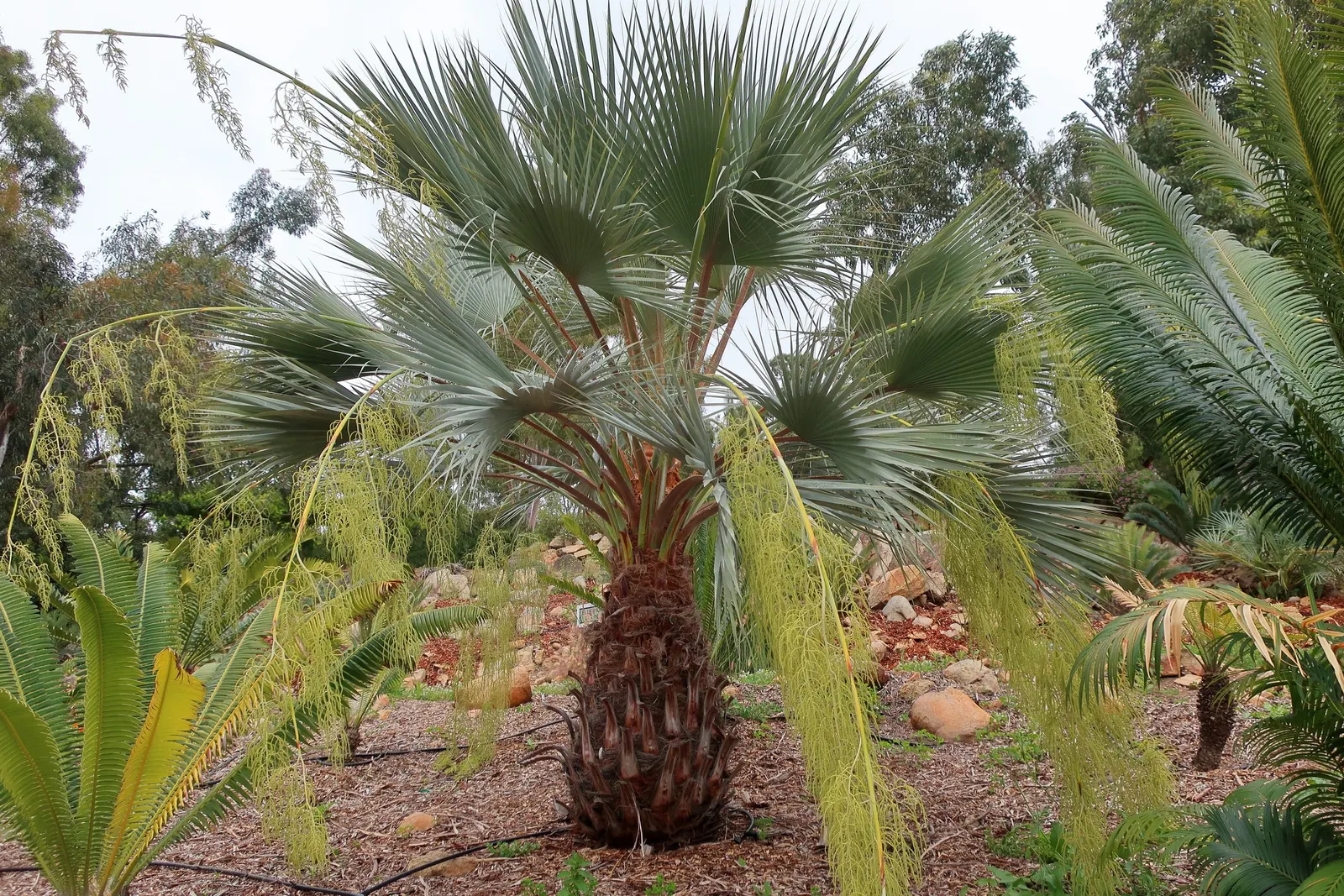 Mexican Blue Palm (Brahea Armata) — requiring minimal watering once established