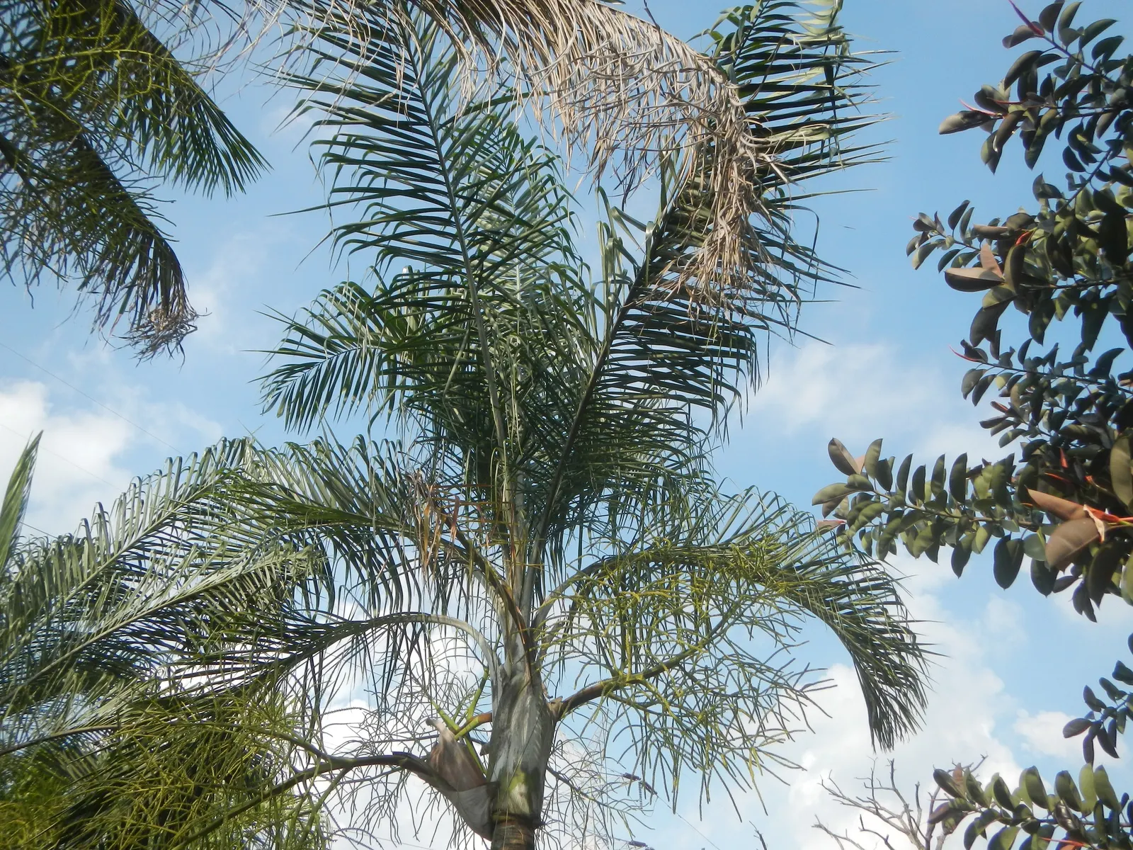 Mexican Blue Palm (Brahea Armata) — columnar trunk that can reach a diameter of 1.5 to 2 feet.<br><br>In addition to its visual appeal; minimal water needs