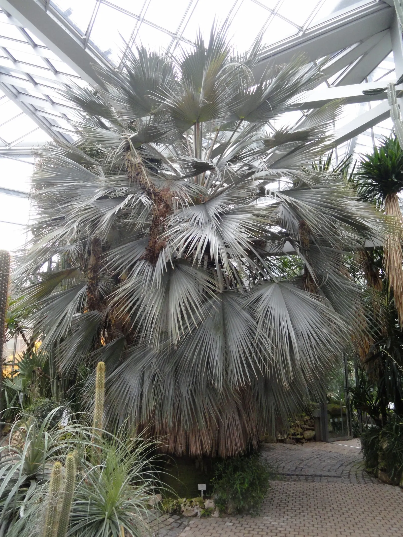 Mexican Blue Palm (Brahea Armata) — is a striking and robust species that adds an exotic touch to any landscape; the palm prefers full sunlight and, image 52