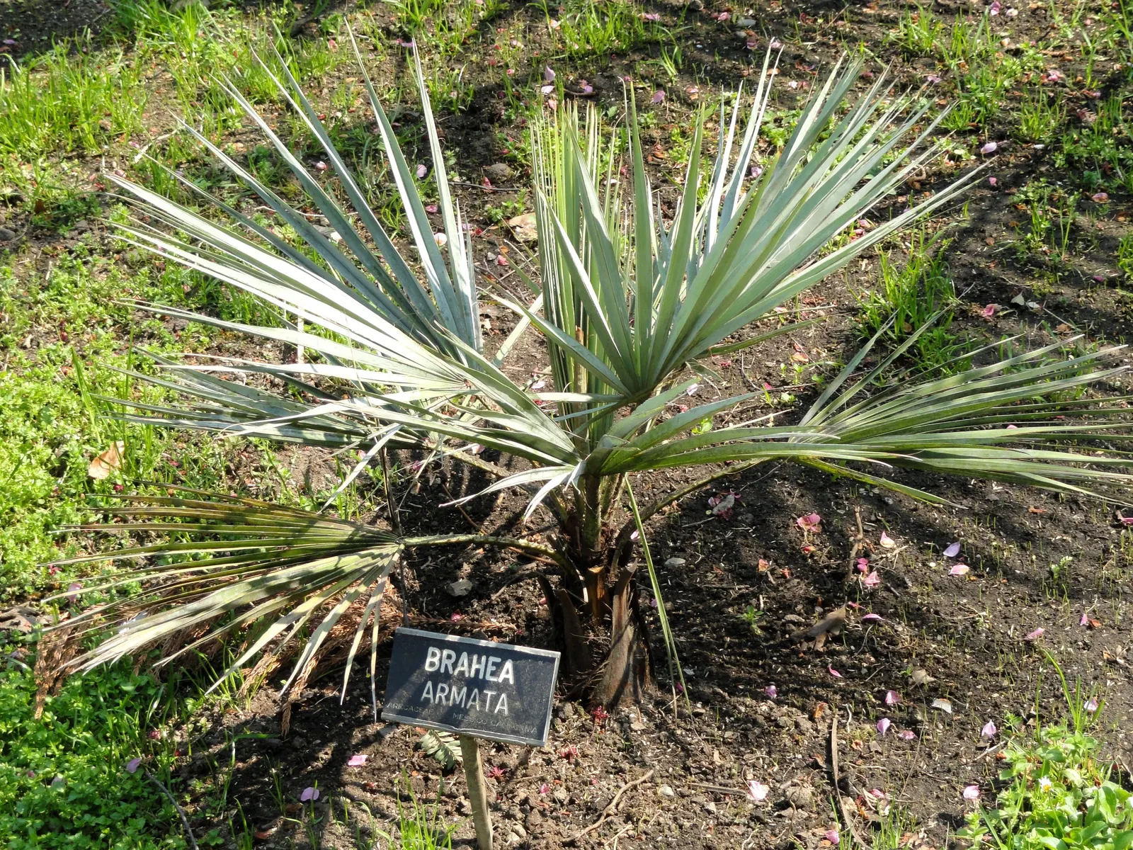 Mexican Blue Palm (Brahea Armata) — with a crown spread of 15 to 20 feet; white flowers in the garden
