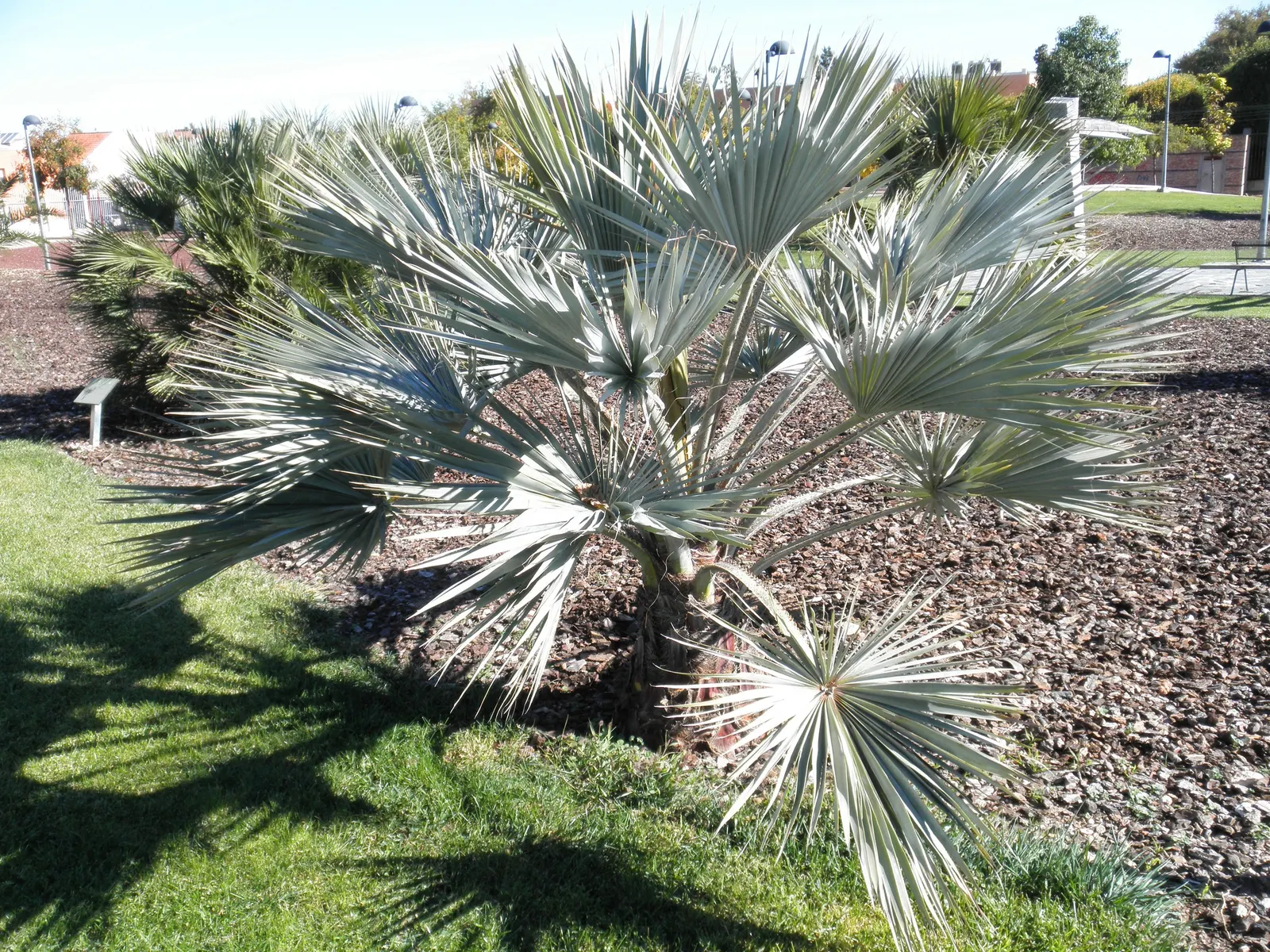Mexican Blue Palm (Brahea Armata) — The fronds emanate from a stout; brahea armata produces creamy-white flowers that extend above the foliage in, image 59