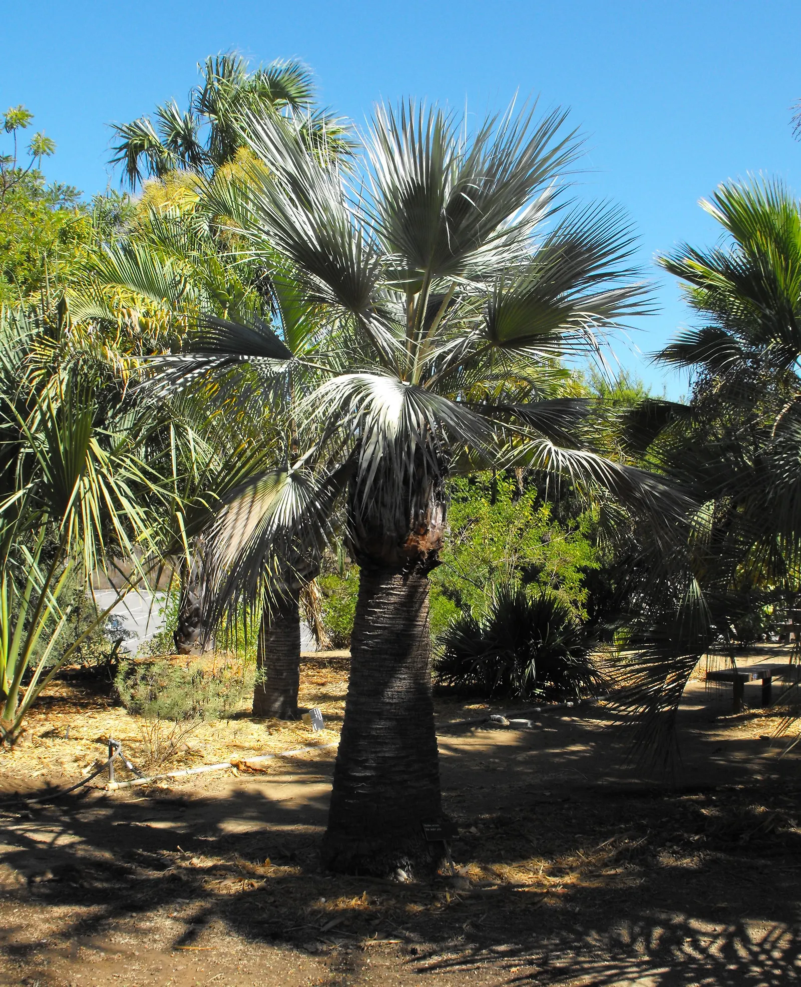 Mexican Blue Palm (Brahea Armata) — with a crown spread of 15 to 20 feet