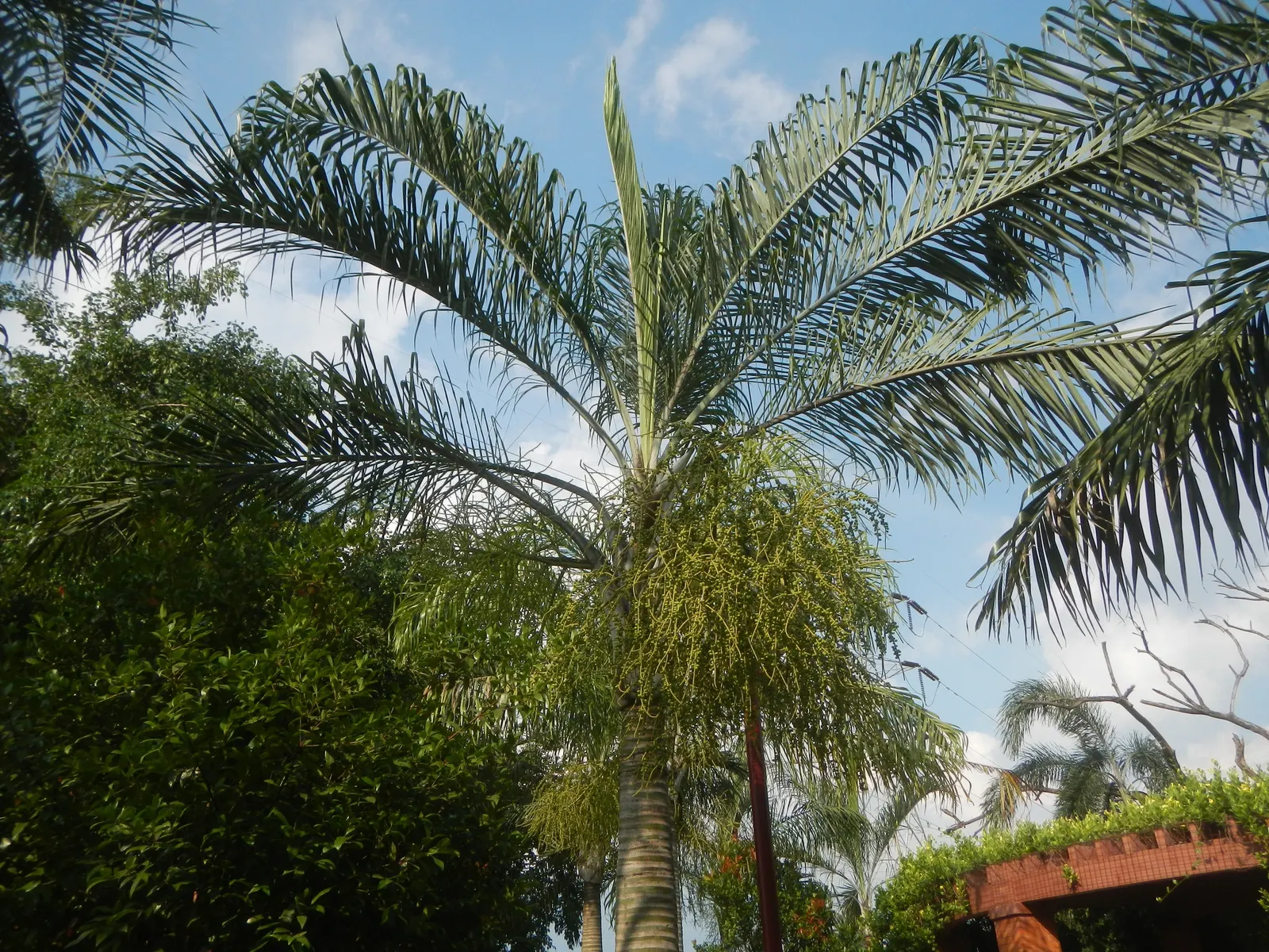 Mexican Blue Palm (Brahea Armata) — This slow-growing palm reaches heights of 15 to 20 feet, with a crown spread of 12 to 15 feet