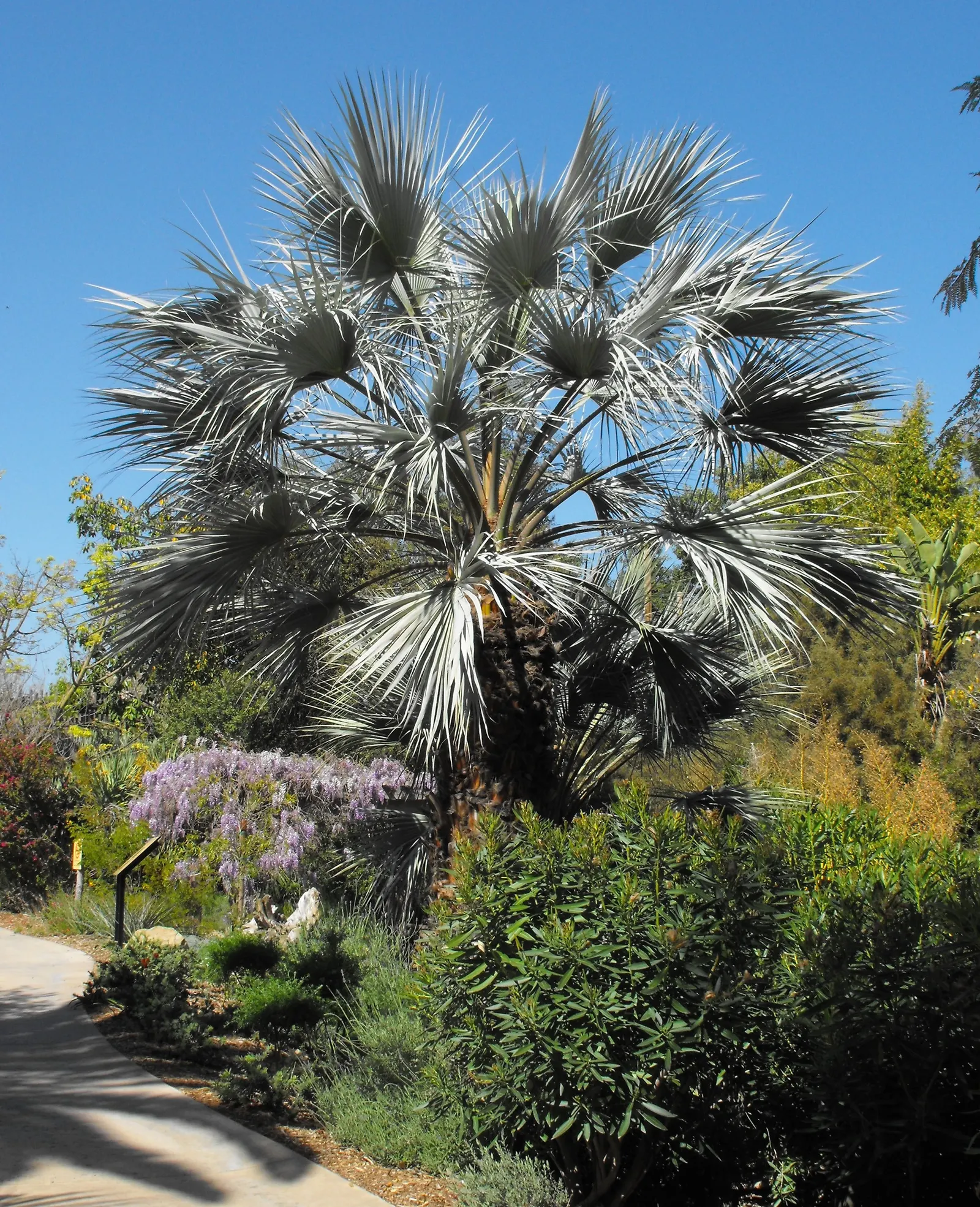 Mexican Blue Palm (Brahea Armata) — columnar trunk that can reach a diameter of 1.5 to 2 feet.<br><br>In addition to its visual appeal