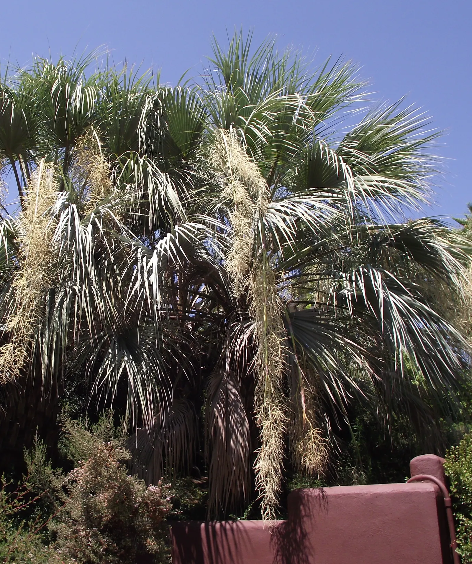 Mexican Blue Palm (Brahea Armata) — with a crown spread of 15 to 20 feet; white flowers in the garden, image 56