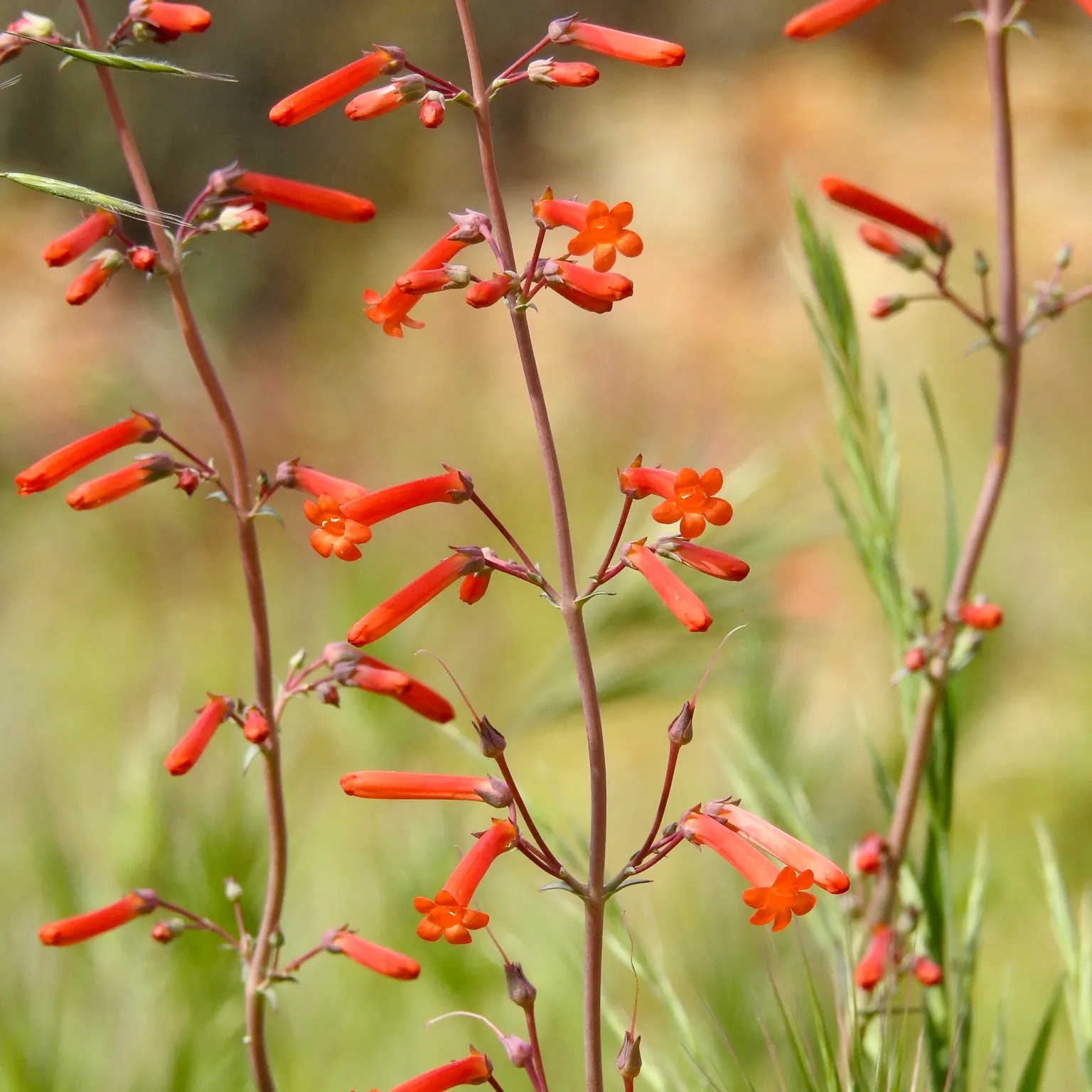 Hackberry Beardtongue, Arizona Scar (Penstemon Subulatus) — The Hackberry Beardtongue