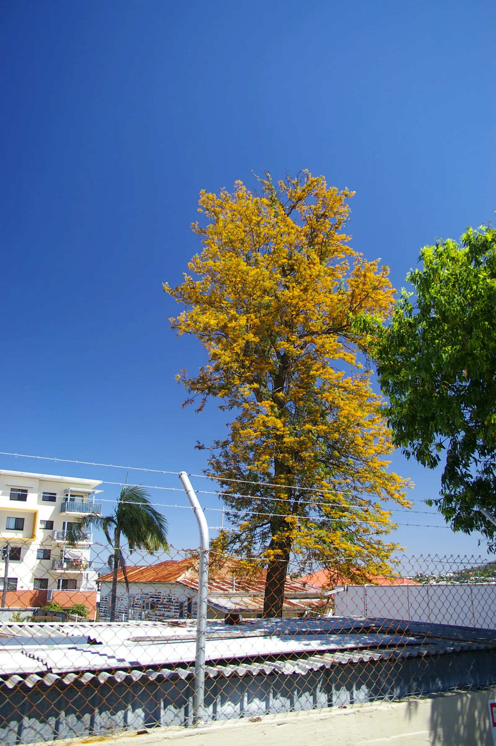 Silk Oak (Grevillea Robusta) — growing up to 6 inches long