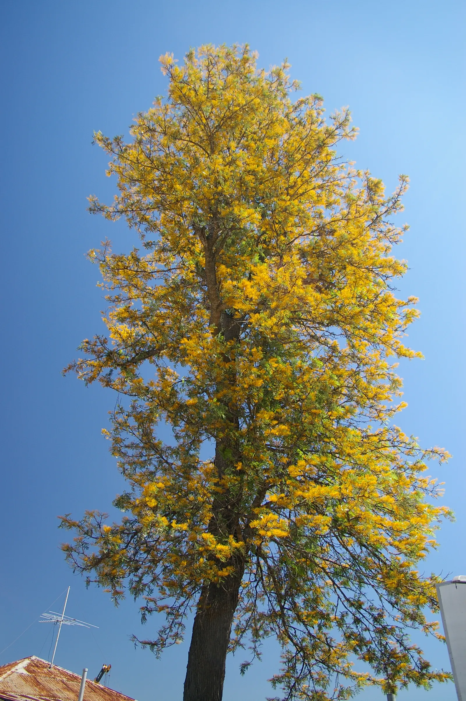 Silk Oak (Grevillea Robusta) — the foliage may cause skin irritation on sensitive individuals
